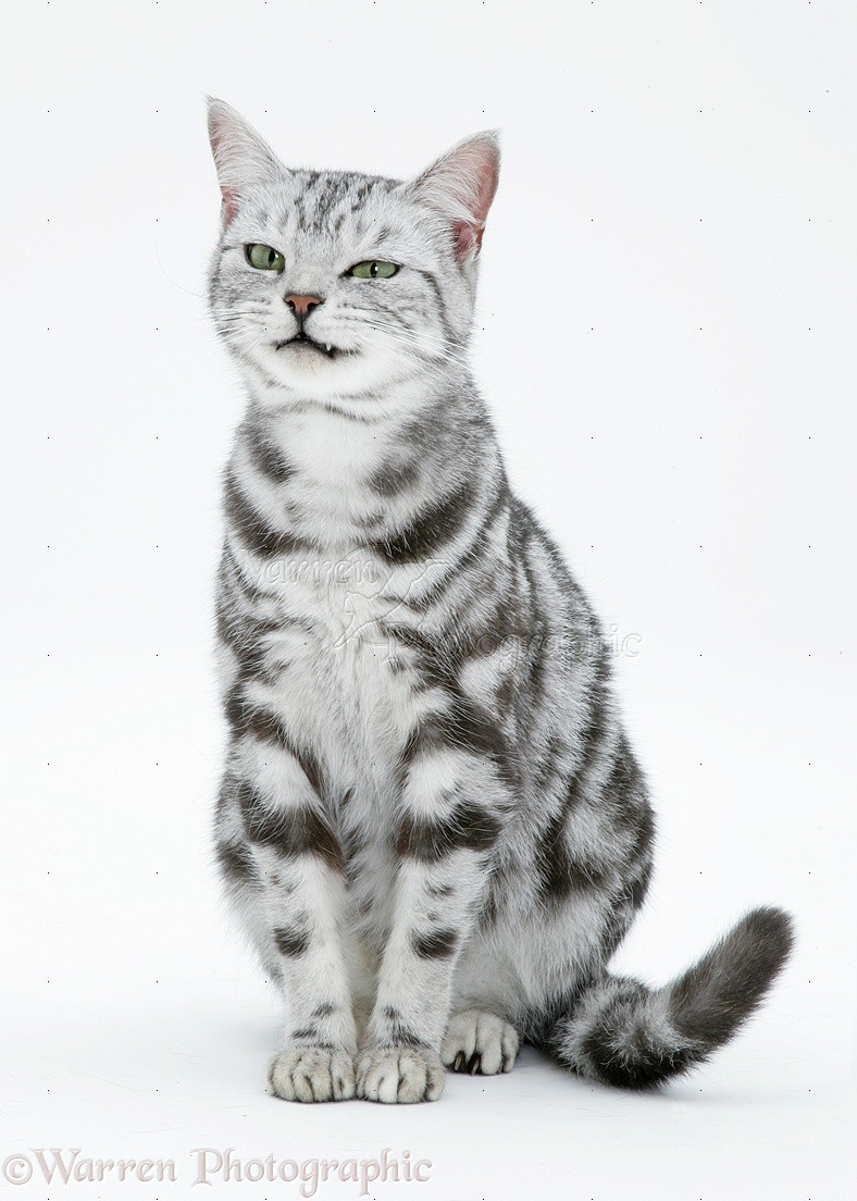 Silver Tabby Cat Photo Wp40471