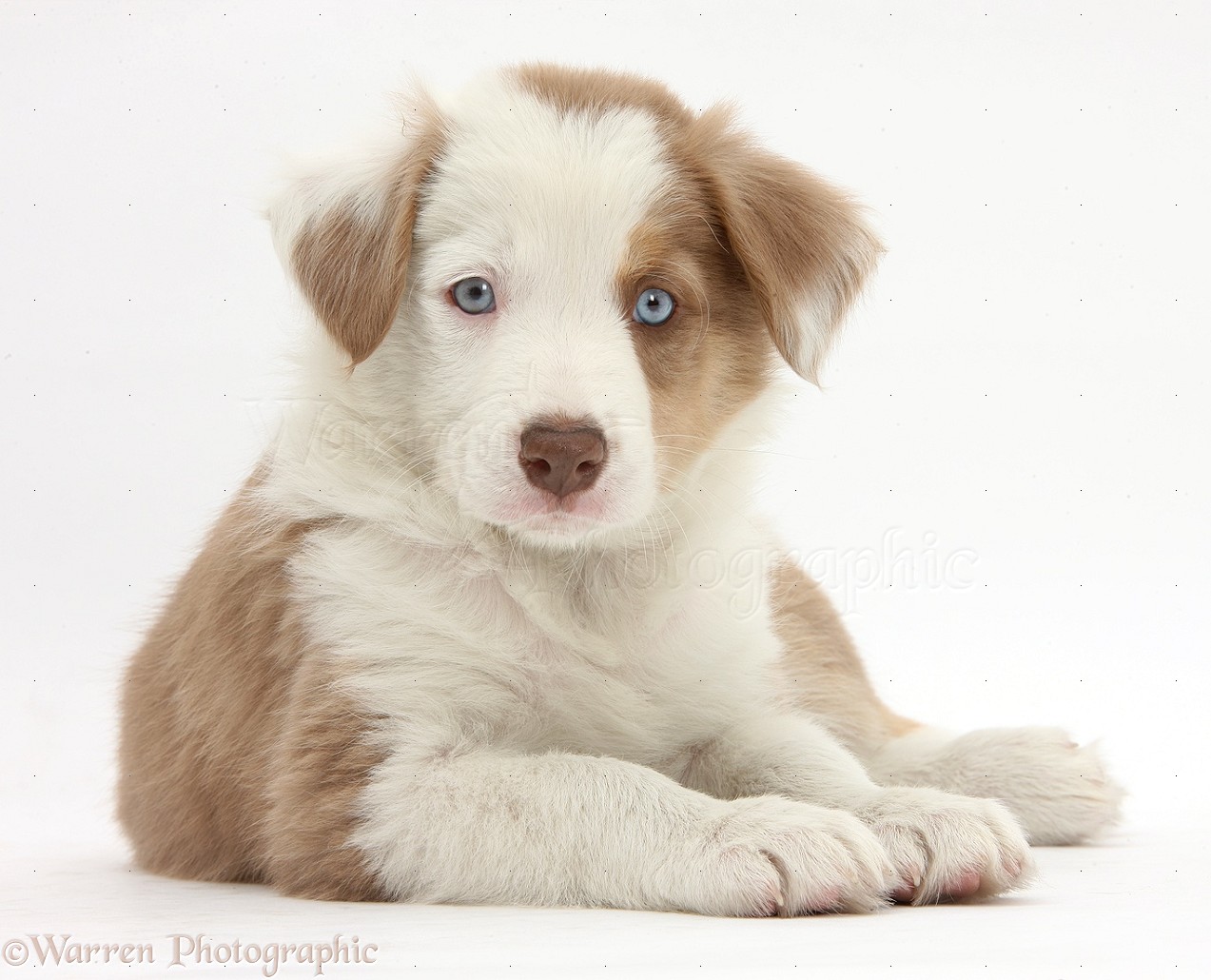 Dog Cute lilac Border Collie puppy, 7 weeks old photo WP40798