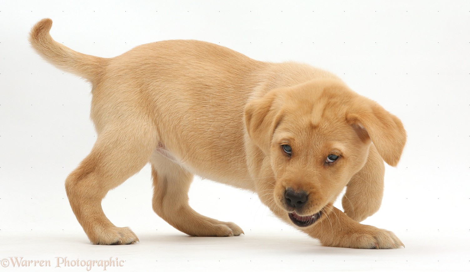 Image Result For Labrador Retriever Dog
