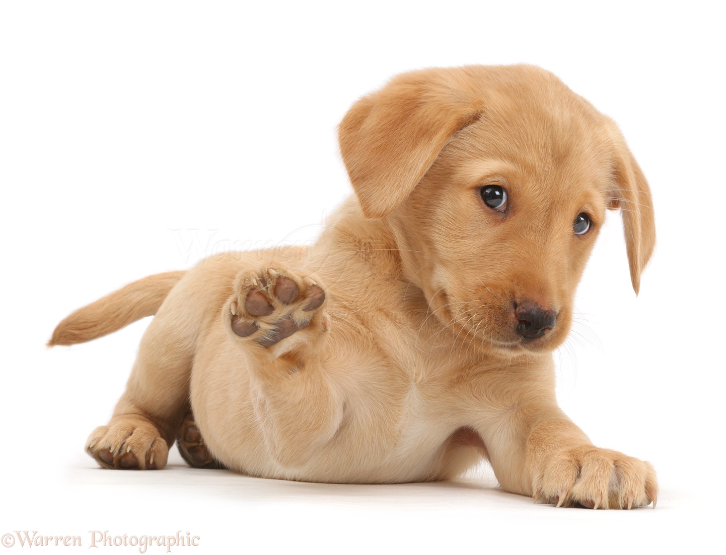 cute golden labrador puppies