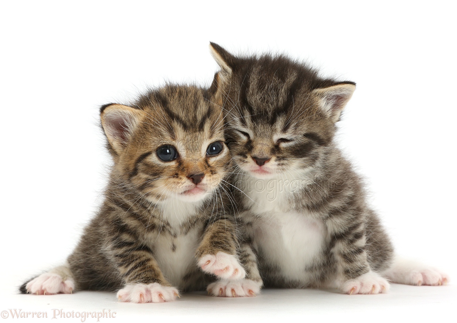 Cute kitten tabby cat - tecnobatman