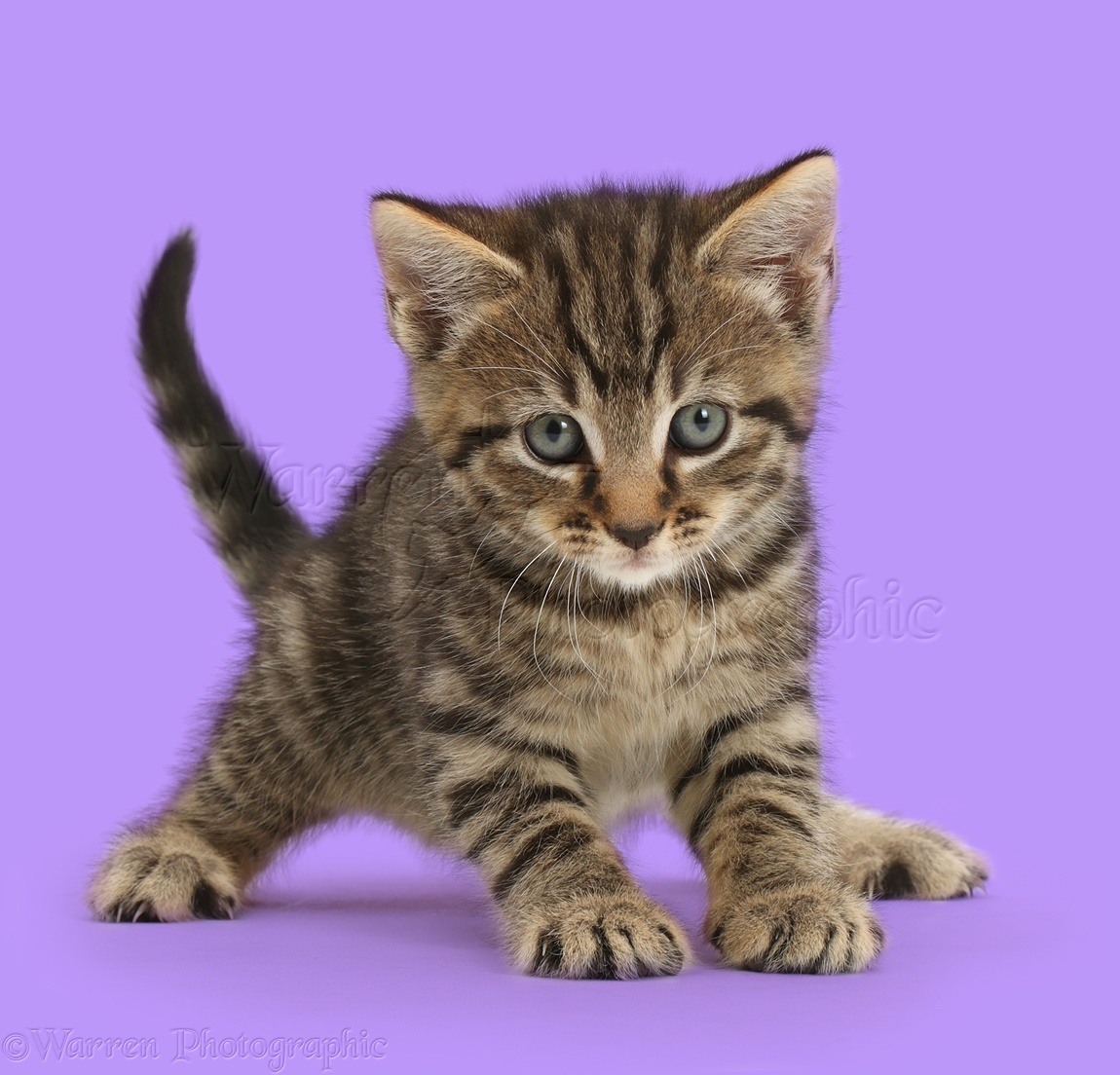 Tabby kitten crouched in funny pounce  pose  photo WP42141