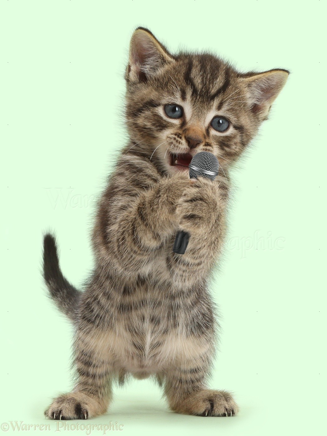 Small tabby kitten, holding and singing into microphone photo WP42168
