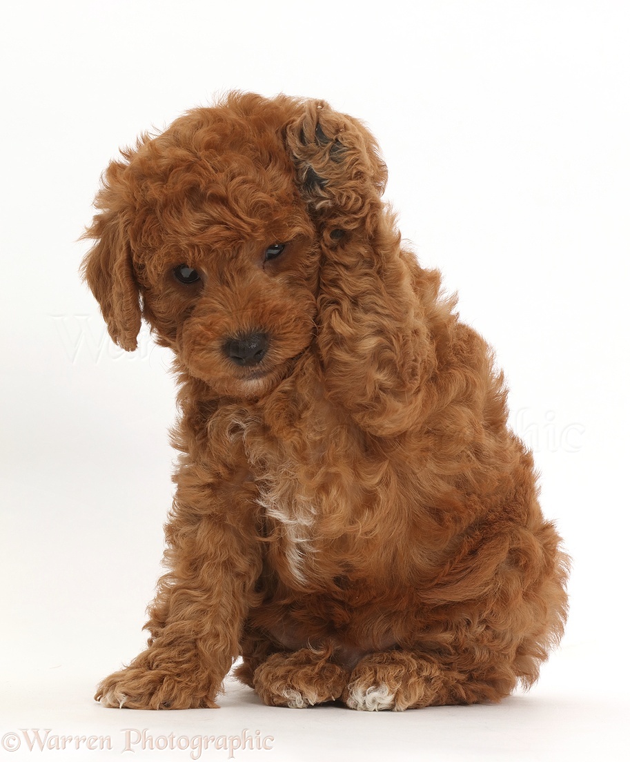 goldendoodle toy
