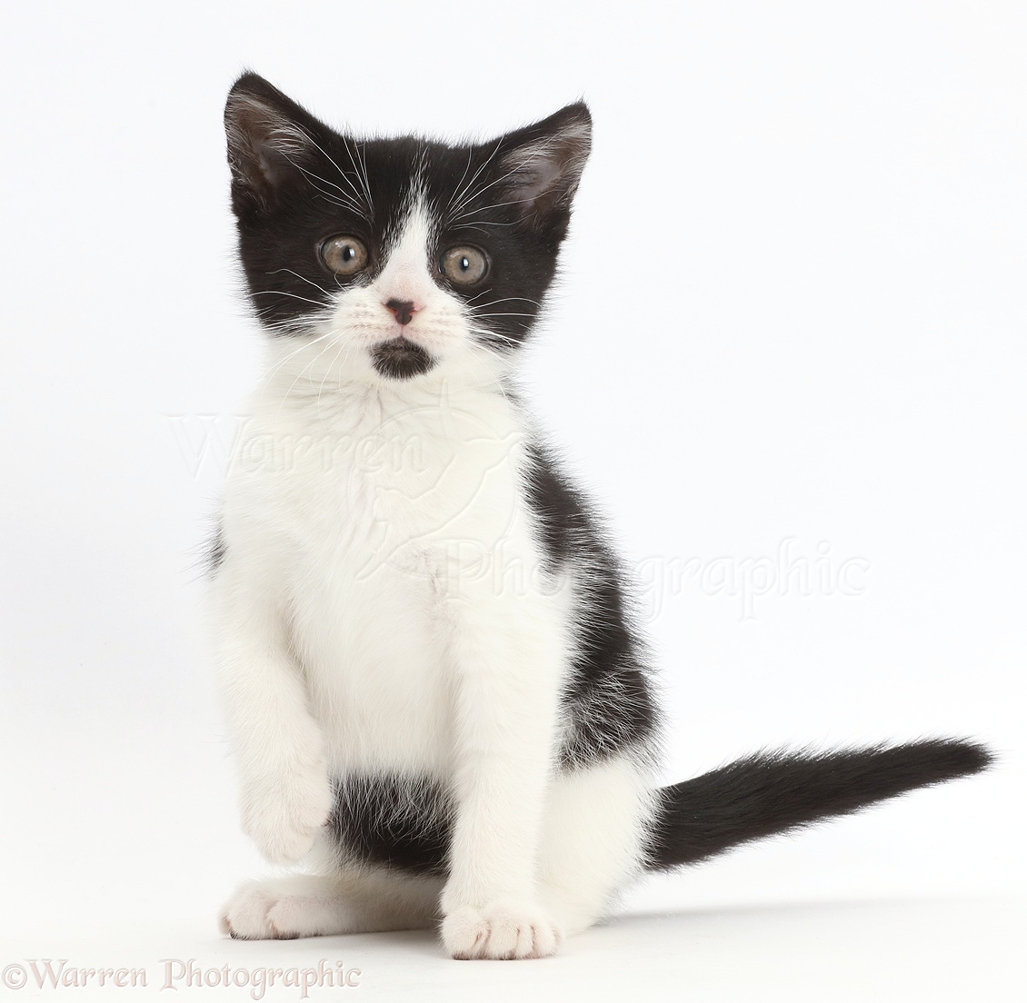 Black-and-white kitten photo WP42700