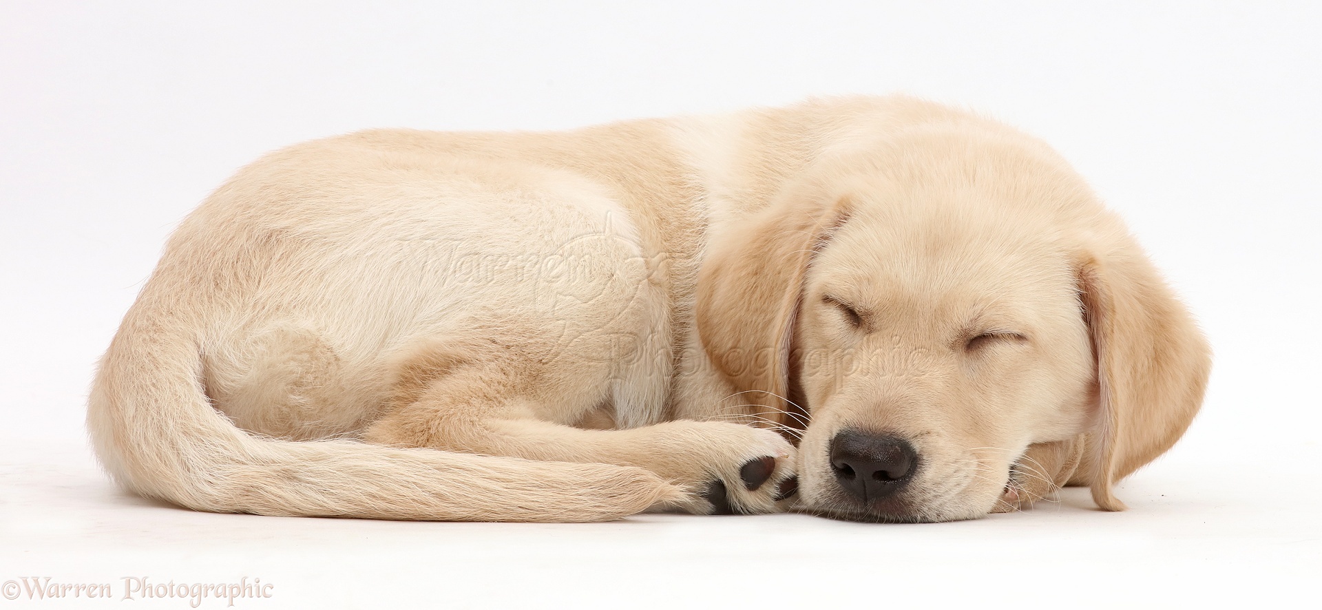 Dog Yellow Labrador puppy sleeping photo WP42769