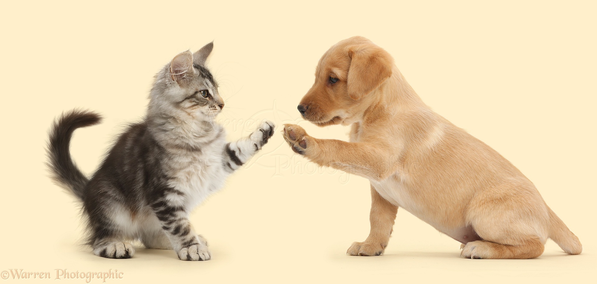 42998-Silver-tabby-kitten-and-Yellow-Labrador-puppy-high-five-white-background.jpg