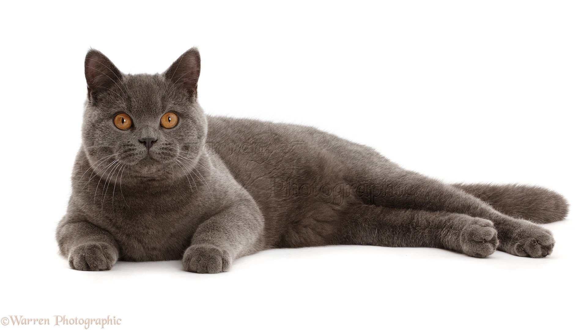Blue British Shorthair Cat Personality - wide 11