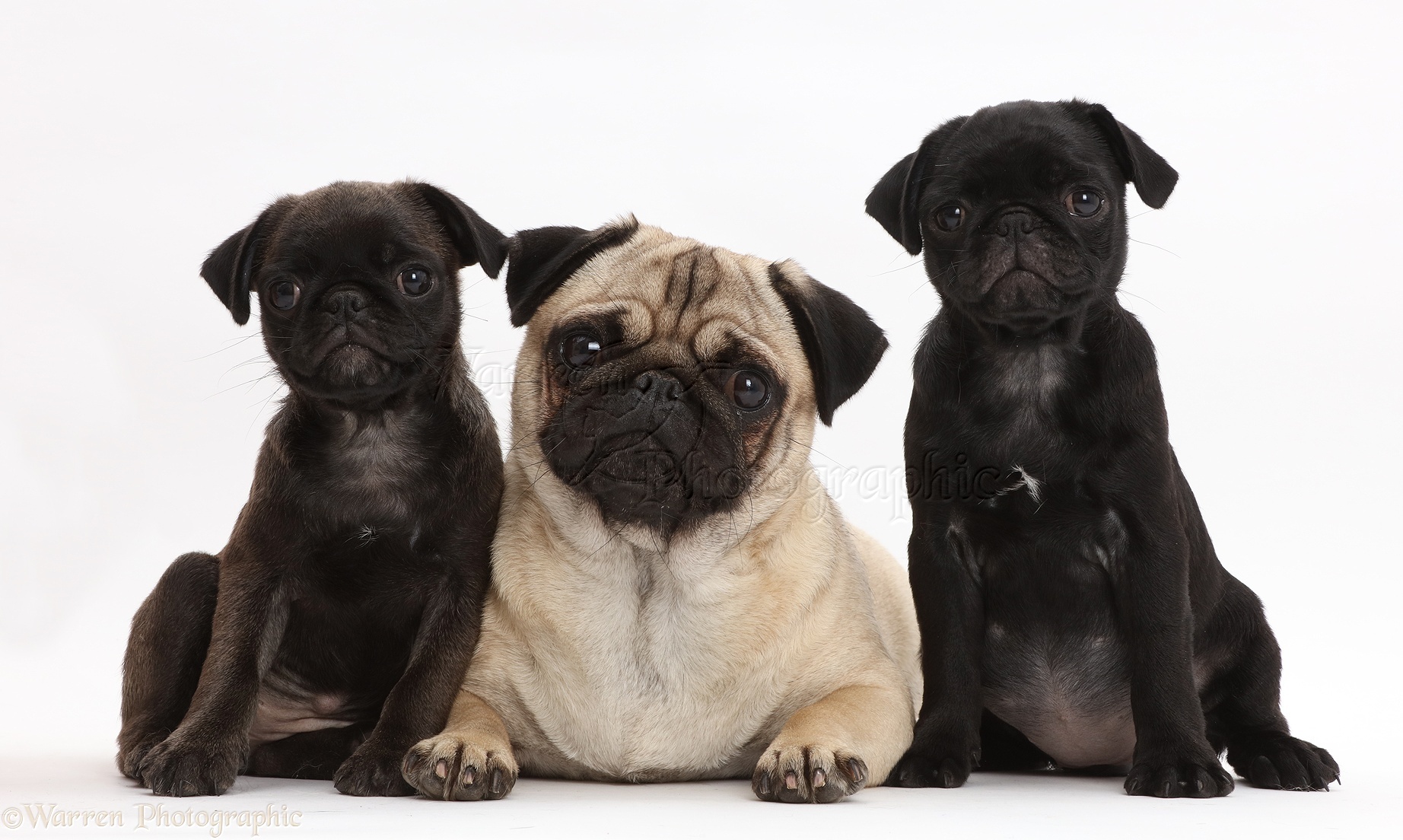 Dogs: Platinum and black Pug puppies with adult Pug photo.