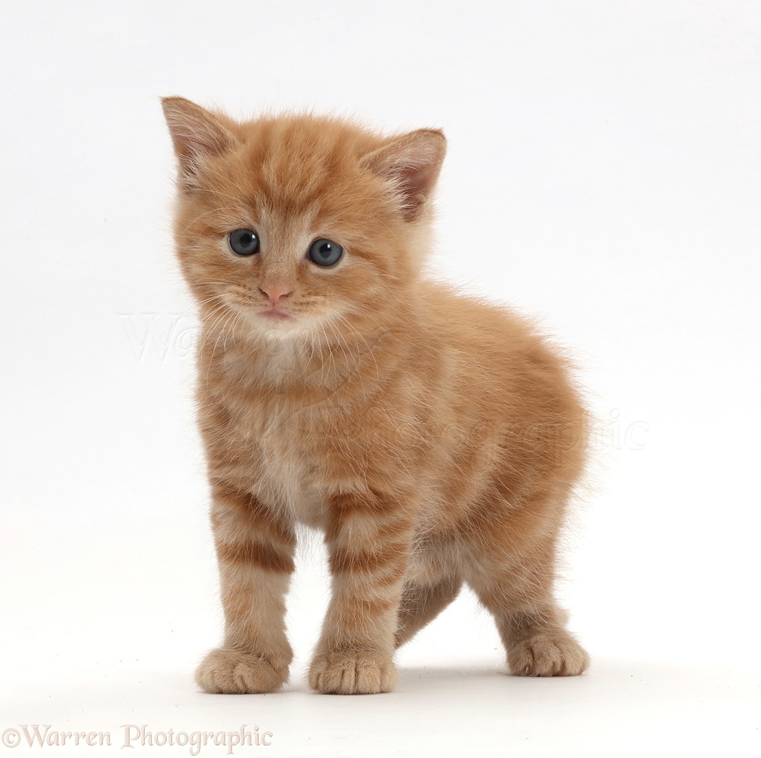 Kitten_Ginger