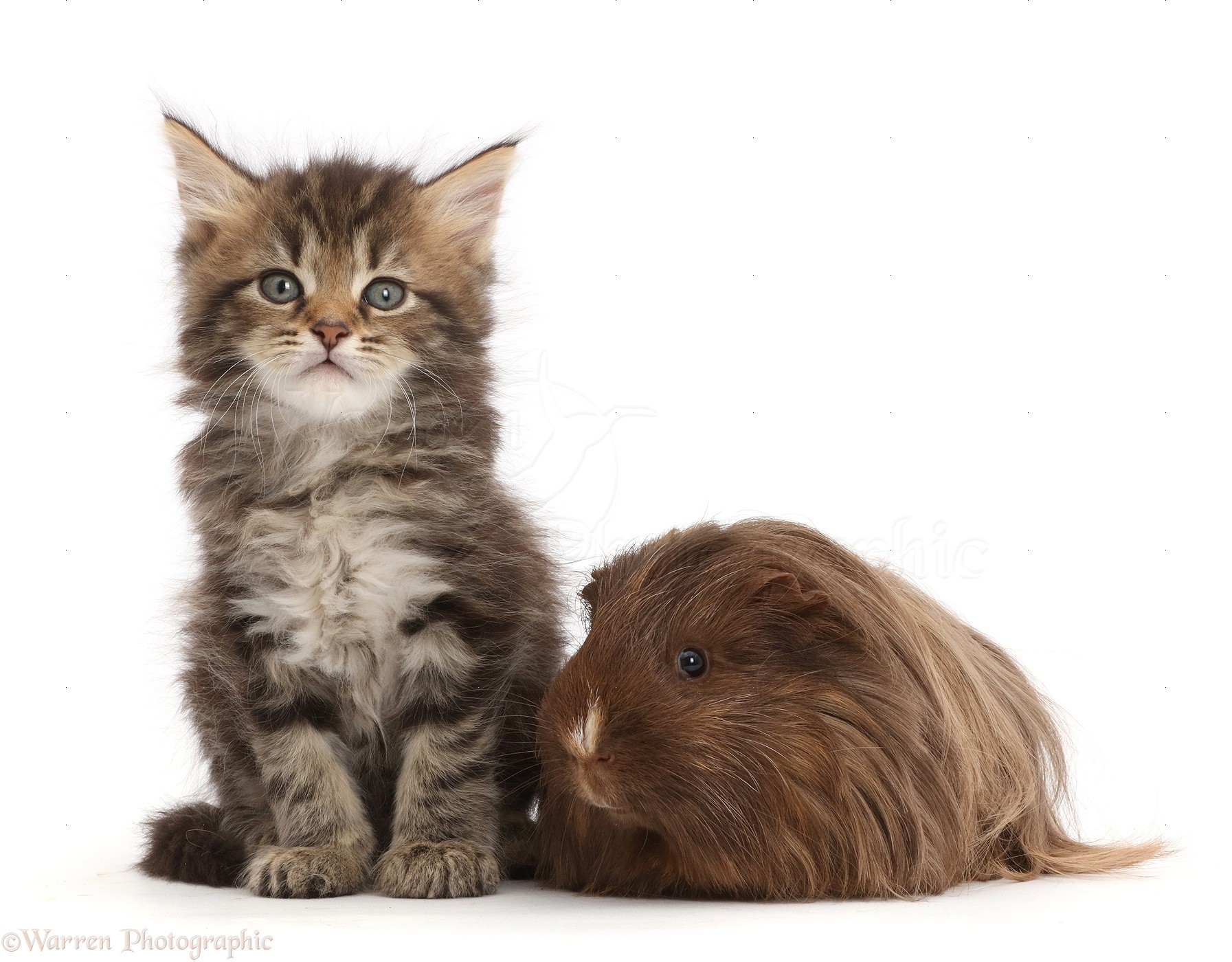 Pets Tabby  kitten with shaggy  guinea pig photo WP44663