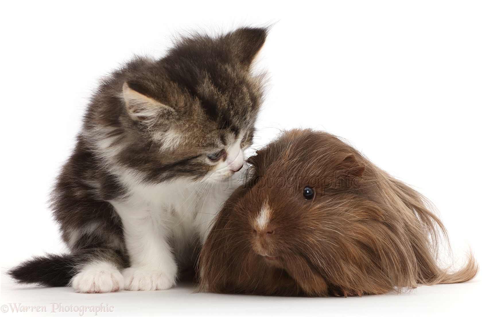 Pets Tabby  and white kitten with shaggy  Guinea pig photo 