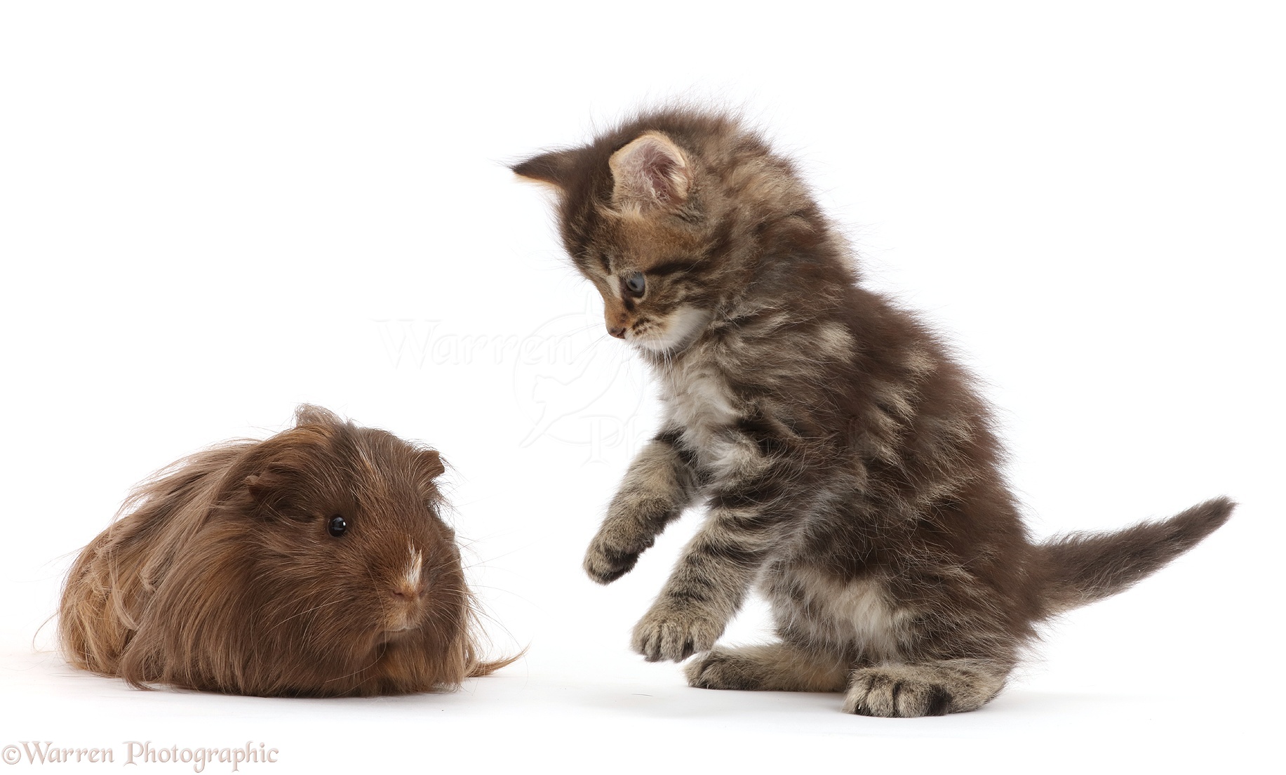Pets Tabby  kitten with shaggy  guinea pig photo WP44683