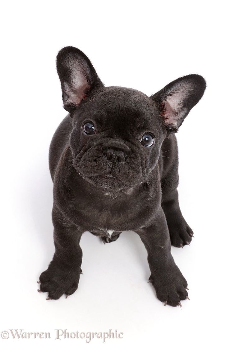 French Bulldog puppy, 6 weeks old, sitting and looking up ...