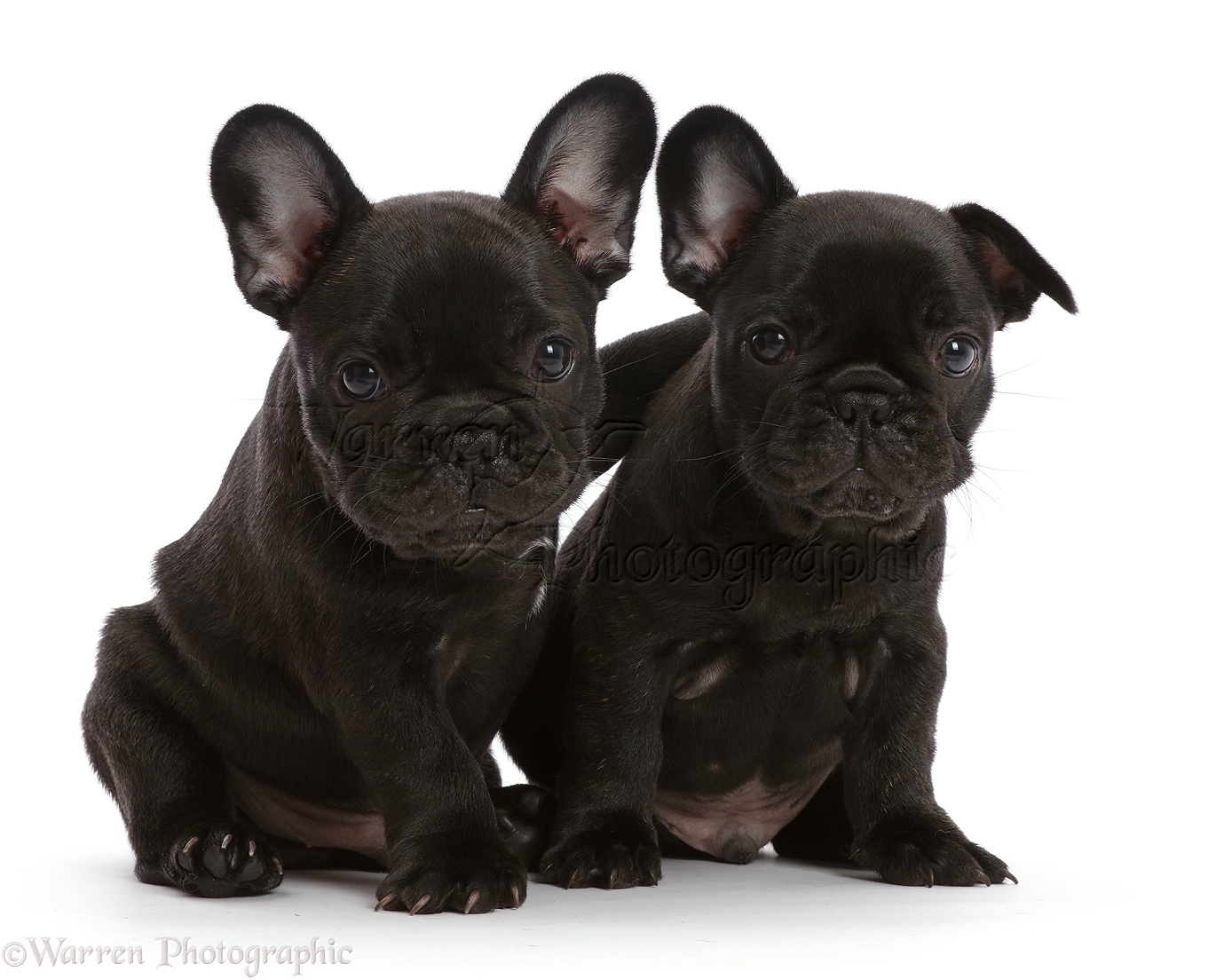 Two French Bulldog puppies, 6 weeks old, sitting photo WP45200