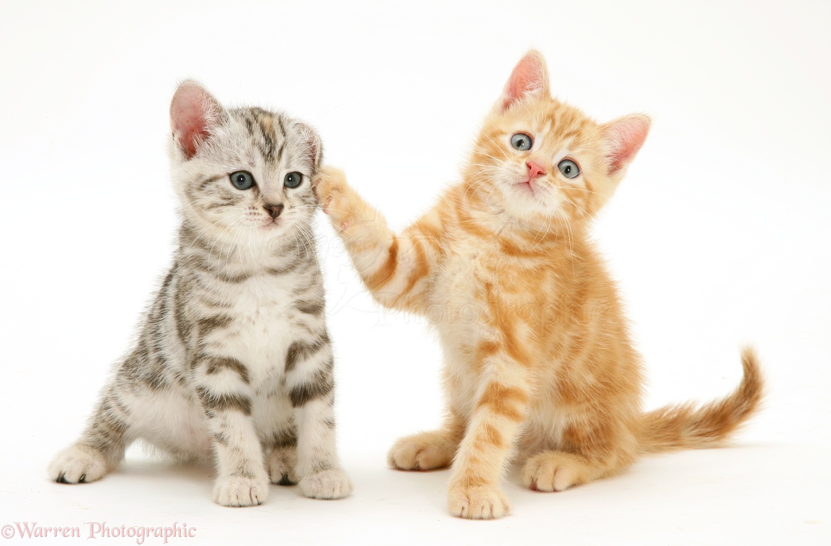 Silver Tabby And Ginger Kittens Photo Wp45589