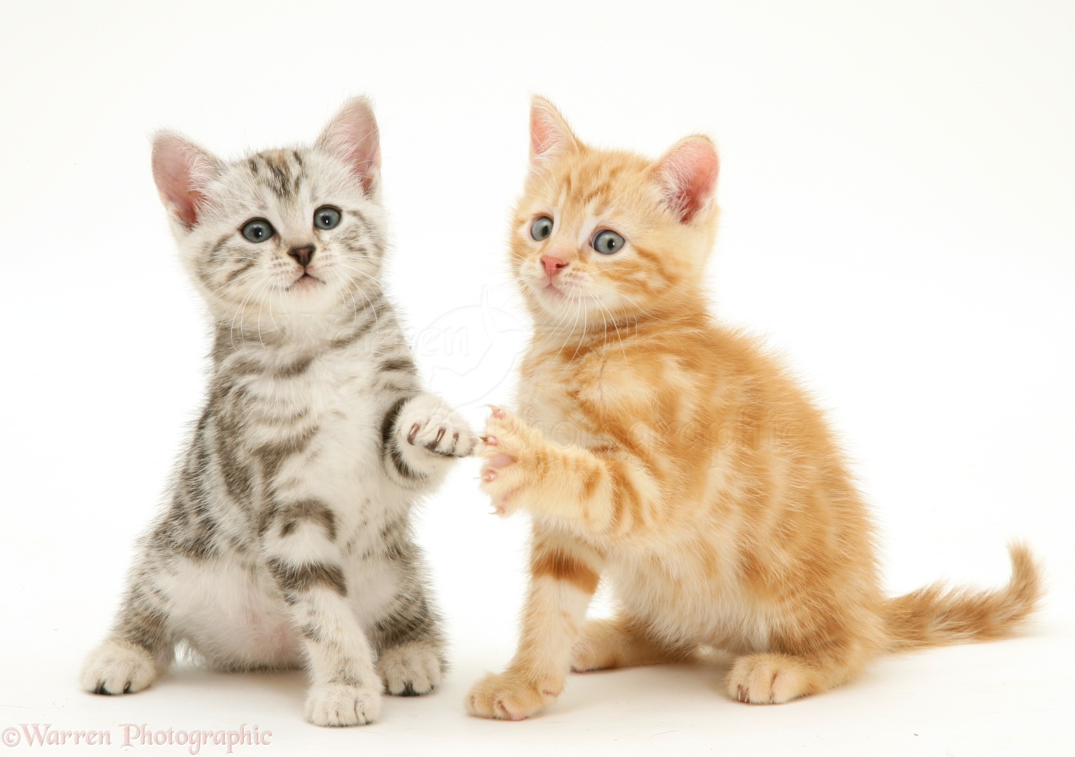 Silver Tabby And Ginger Kittens Photo Wp45590
