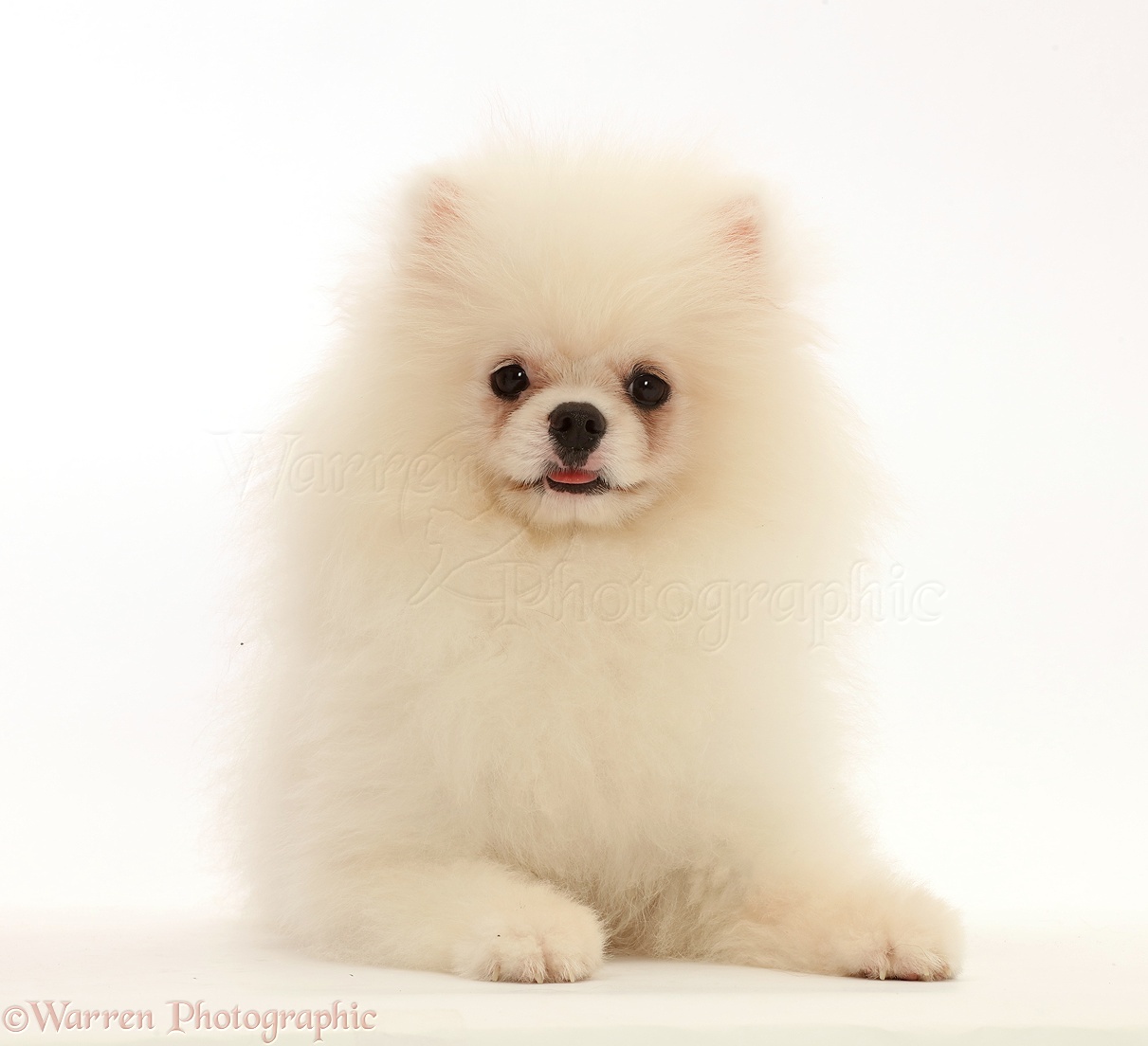 Cute White Pomeranian Dog Pictures