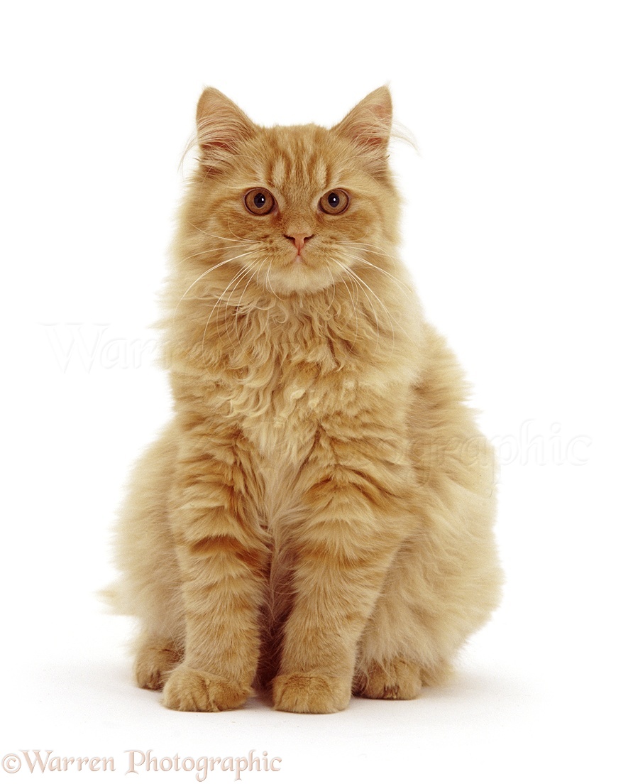Fluffy ginger cat, sitting photo WP46163