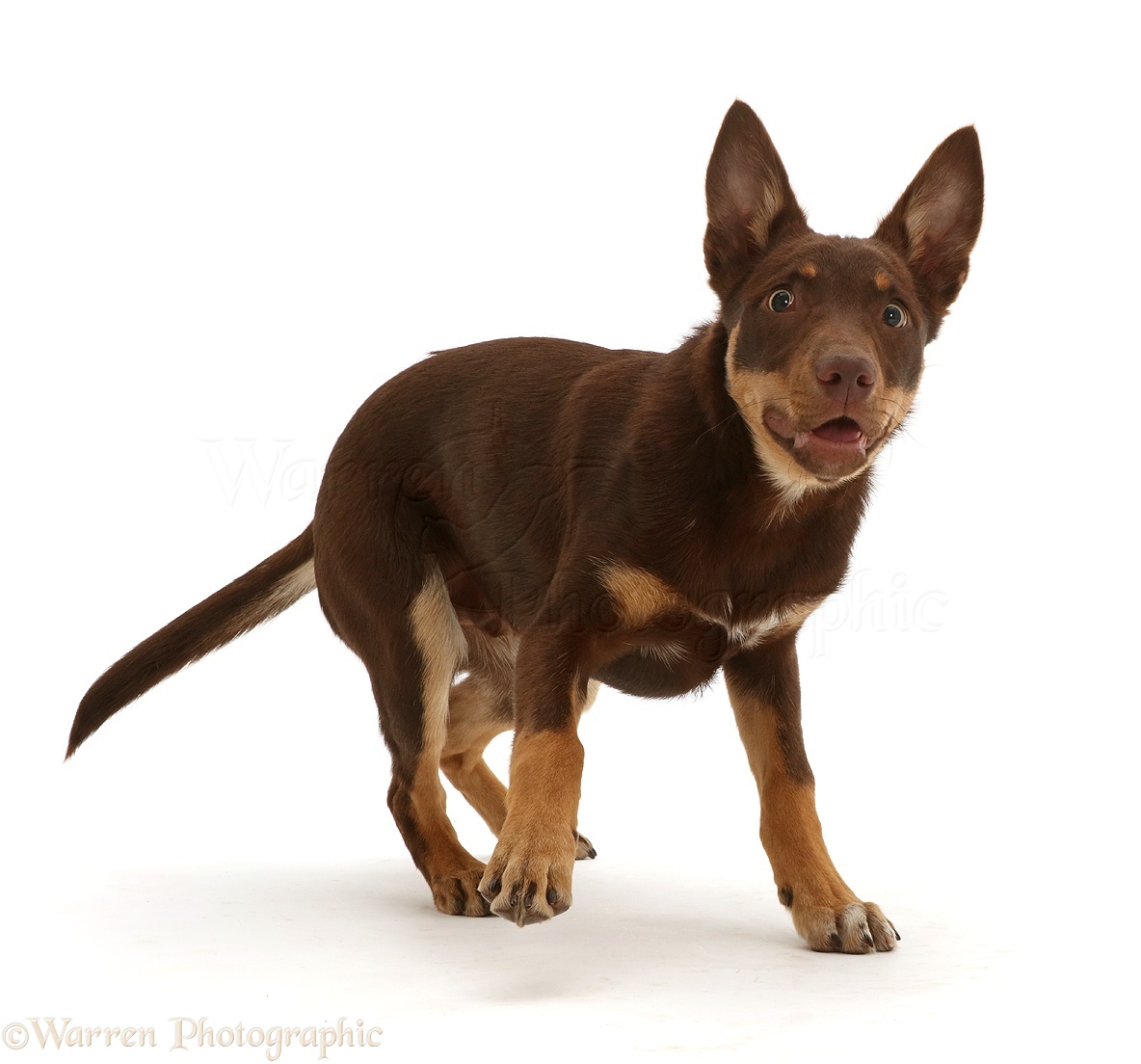 Dog: Brown-and-sable Australian Kelpie months old WP46397