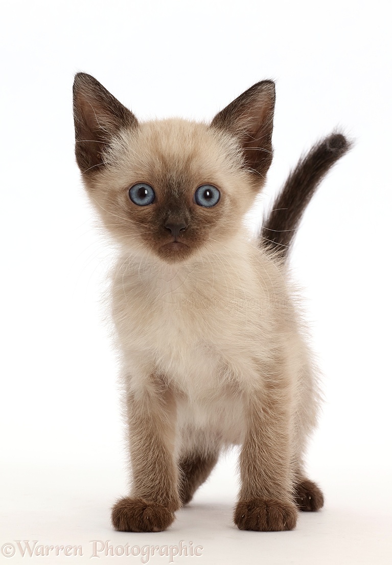 Siamese x Ragdoll kitten, 7 weeks old 