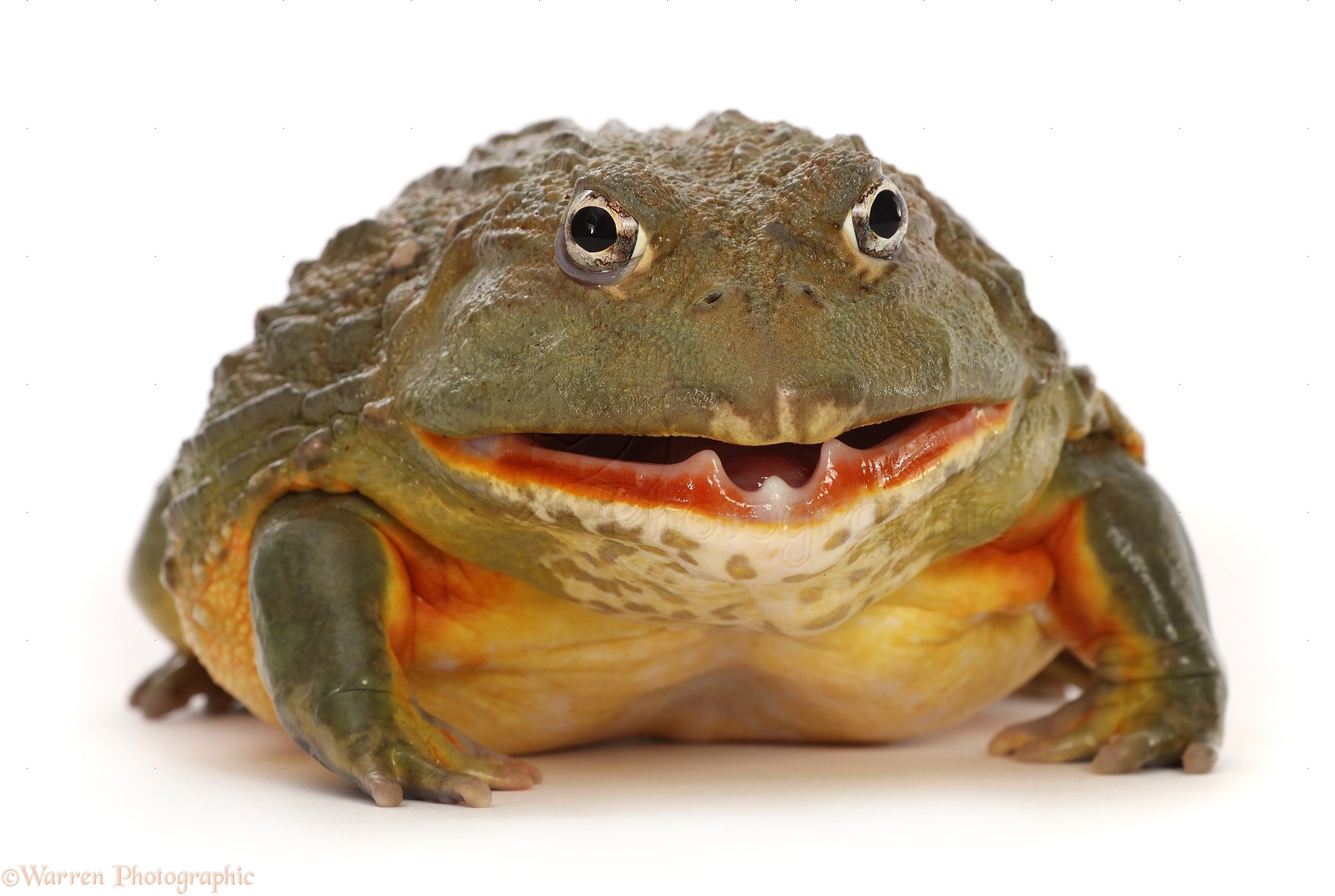 Лягушка открыла рот. Лягушка водонос. Лягушка бык водонос. Лягушка-водонос (Pyxicephalus adspersus). Водонос жаба зубы.