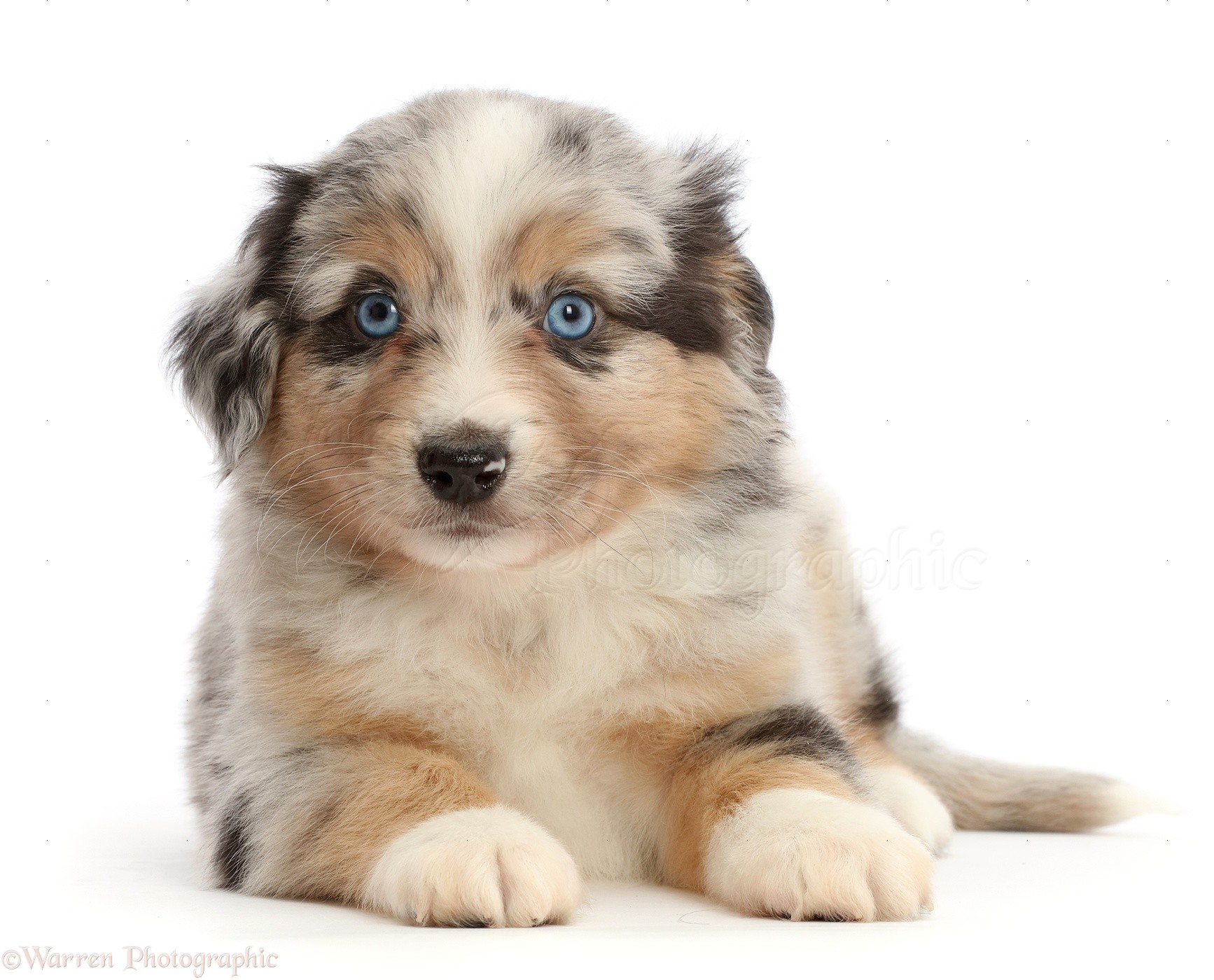 Dog: Mini American Shepherd puppy, 7 weeks old photo WP46730