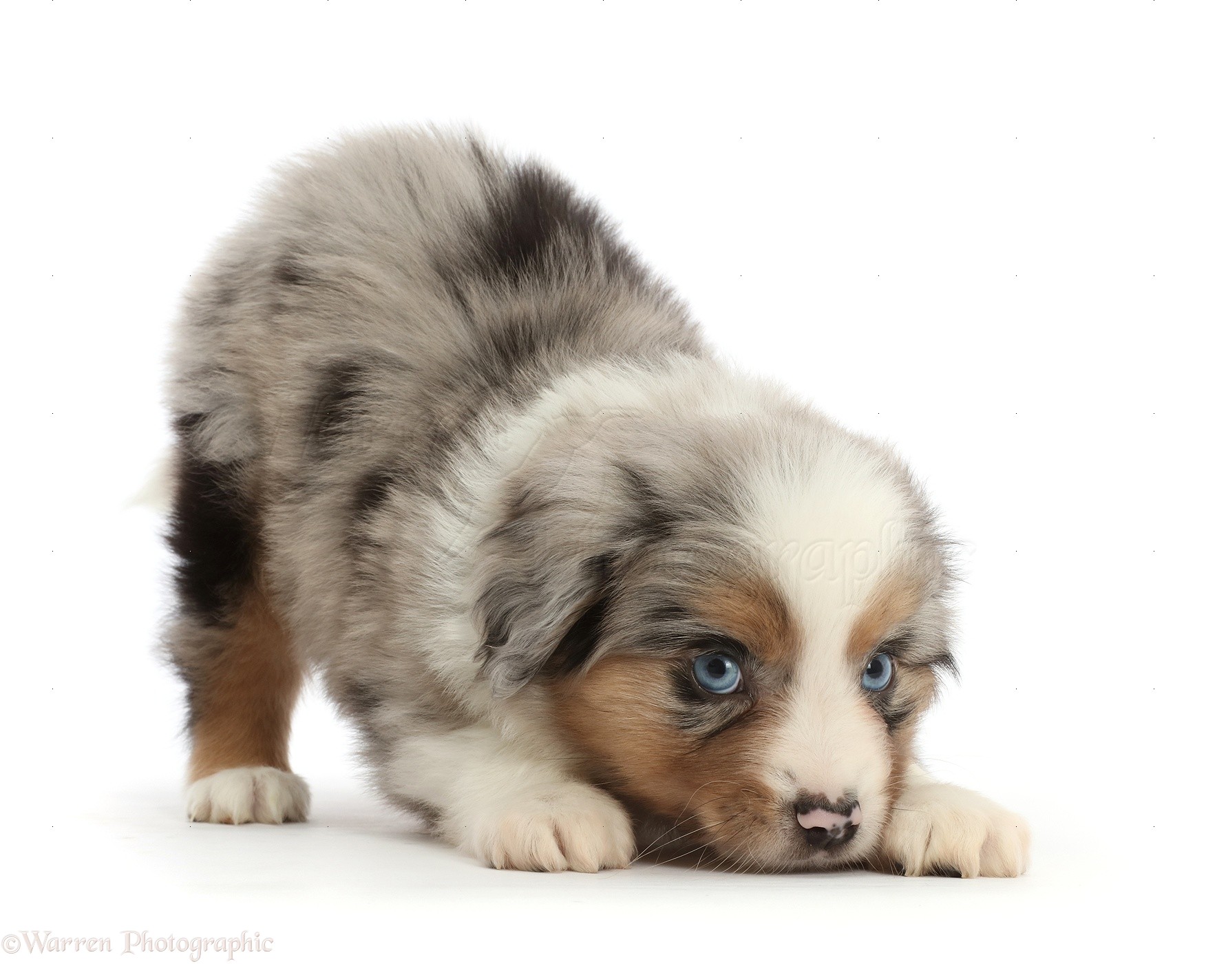 naam complicaties Markeer Dog: Playful Mini American Shepherd puppy, 7 weeks old photo WP46732
