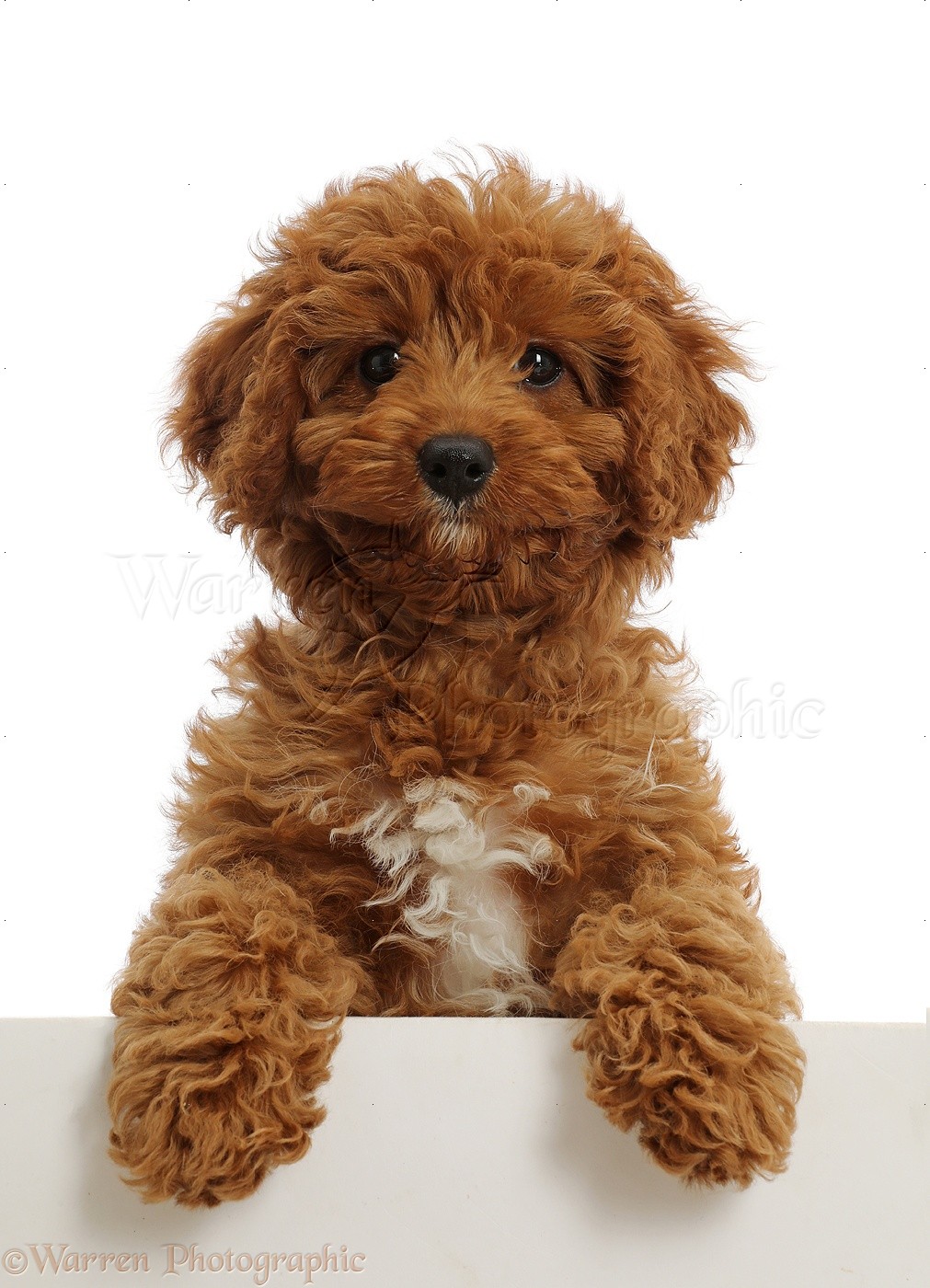 Dog: Red Cavapoo puppy, paws over WP46768