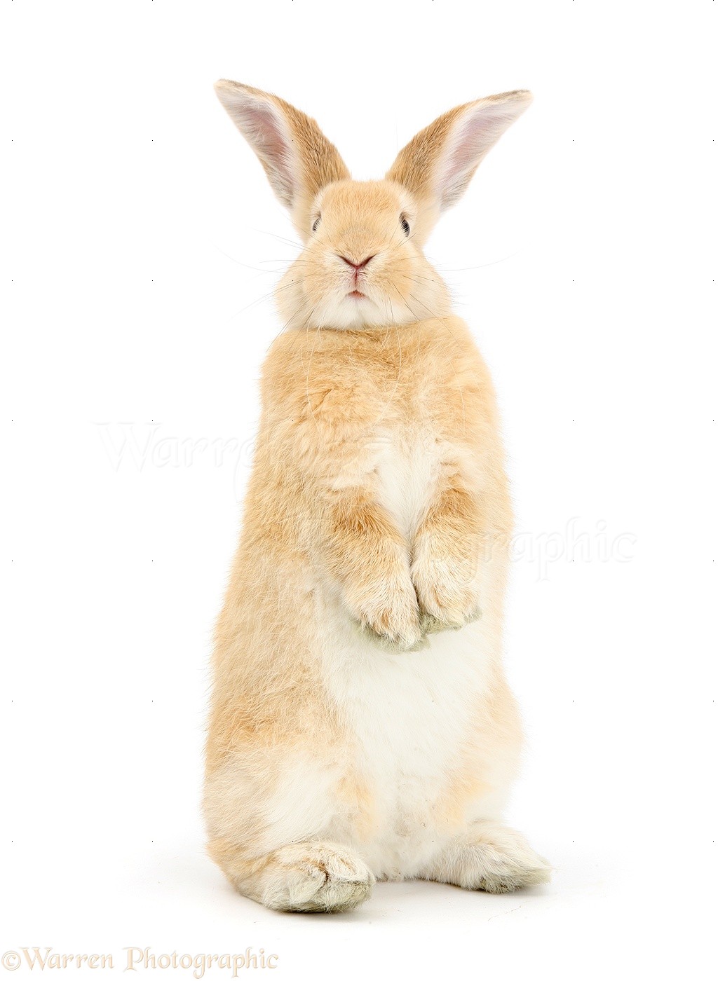 47313-Sandy-rabbit-standing-up-white-background.jpg
