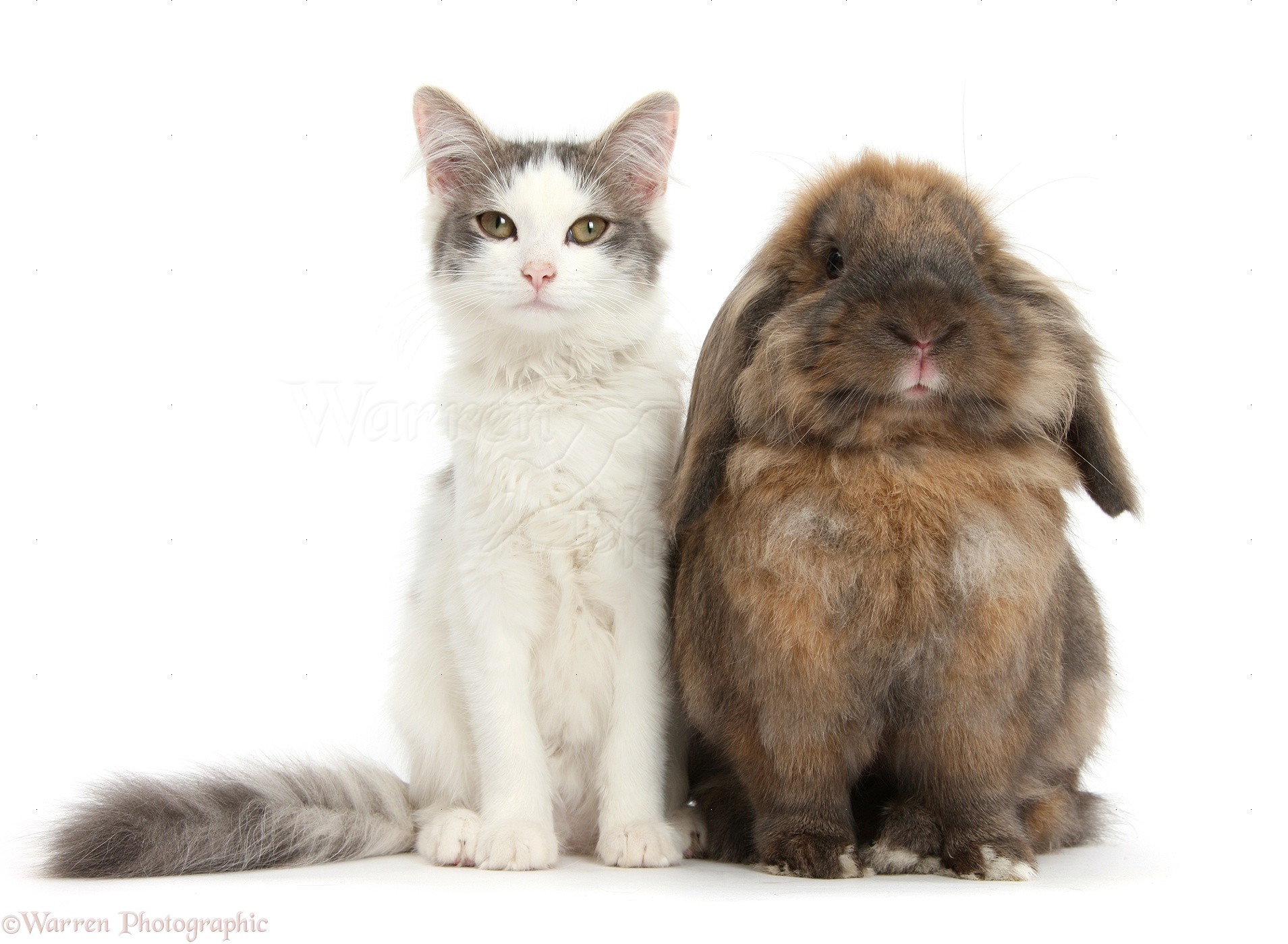 Pets Silverandwhite female cat and Lionheadcross rabbit photo WP47513
