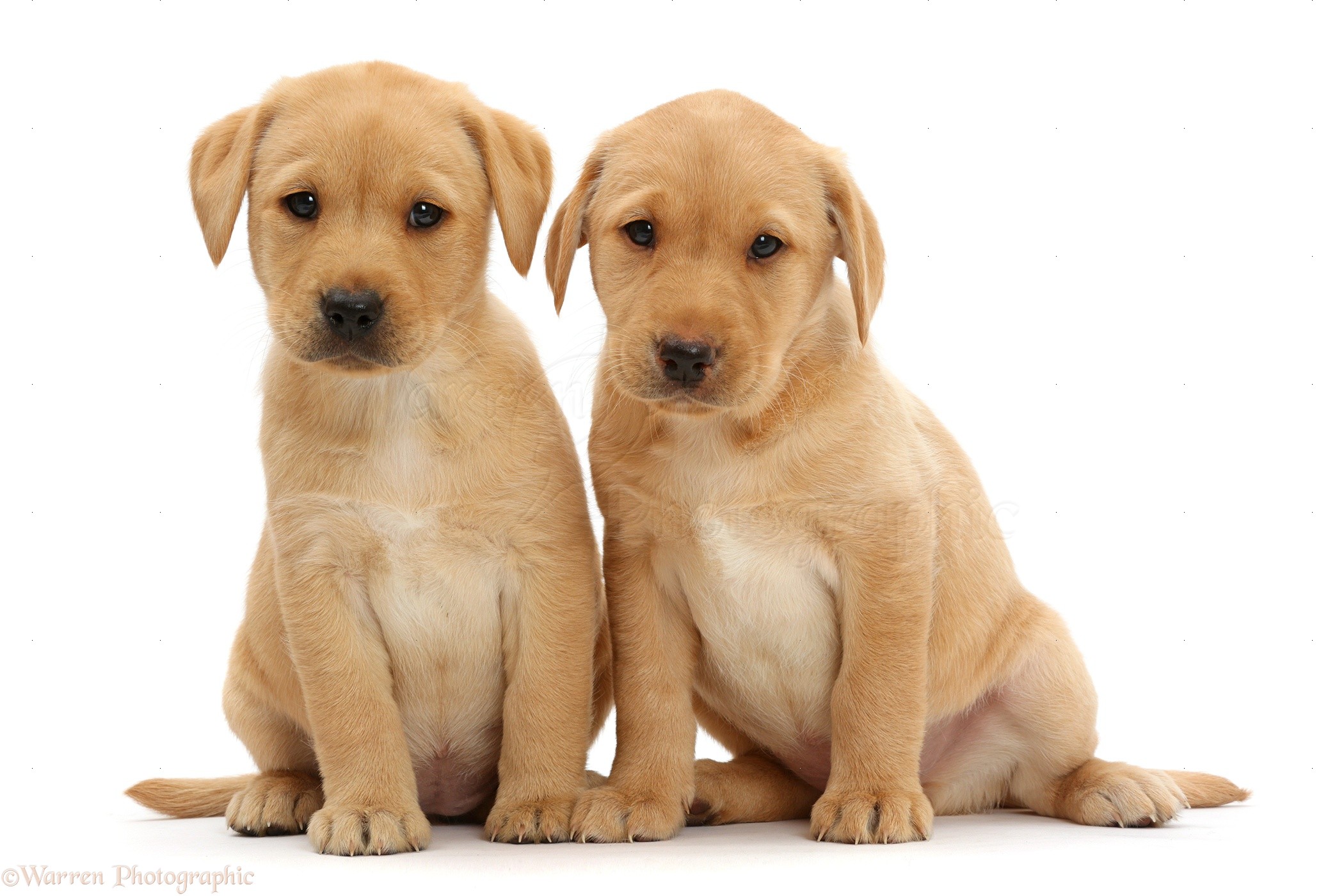 Dogs Two Cute Yellow Labrador Puppies Sitting Together Photo Wp47575