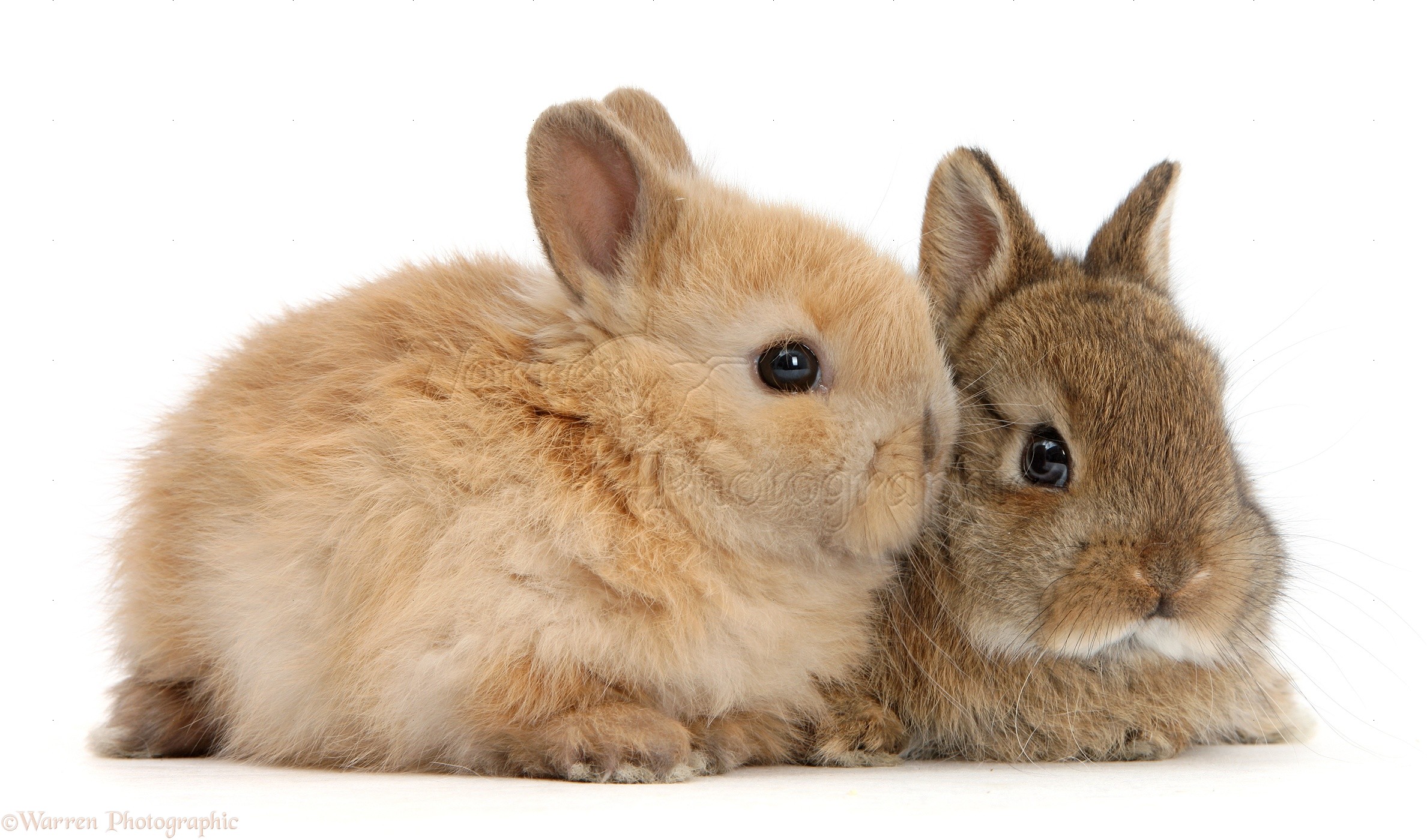 Two Cute Baby Netherland Dwarf Rabbits Photo Wp47619