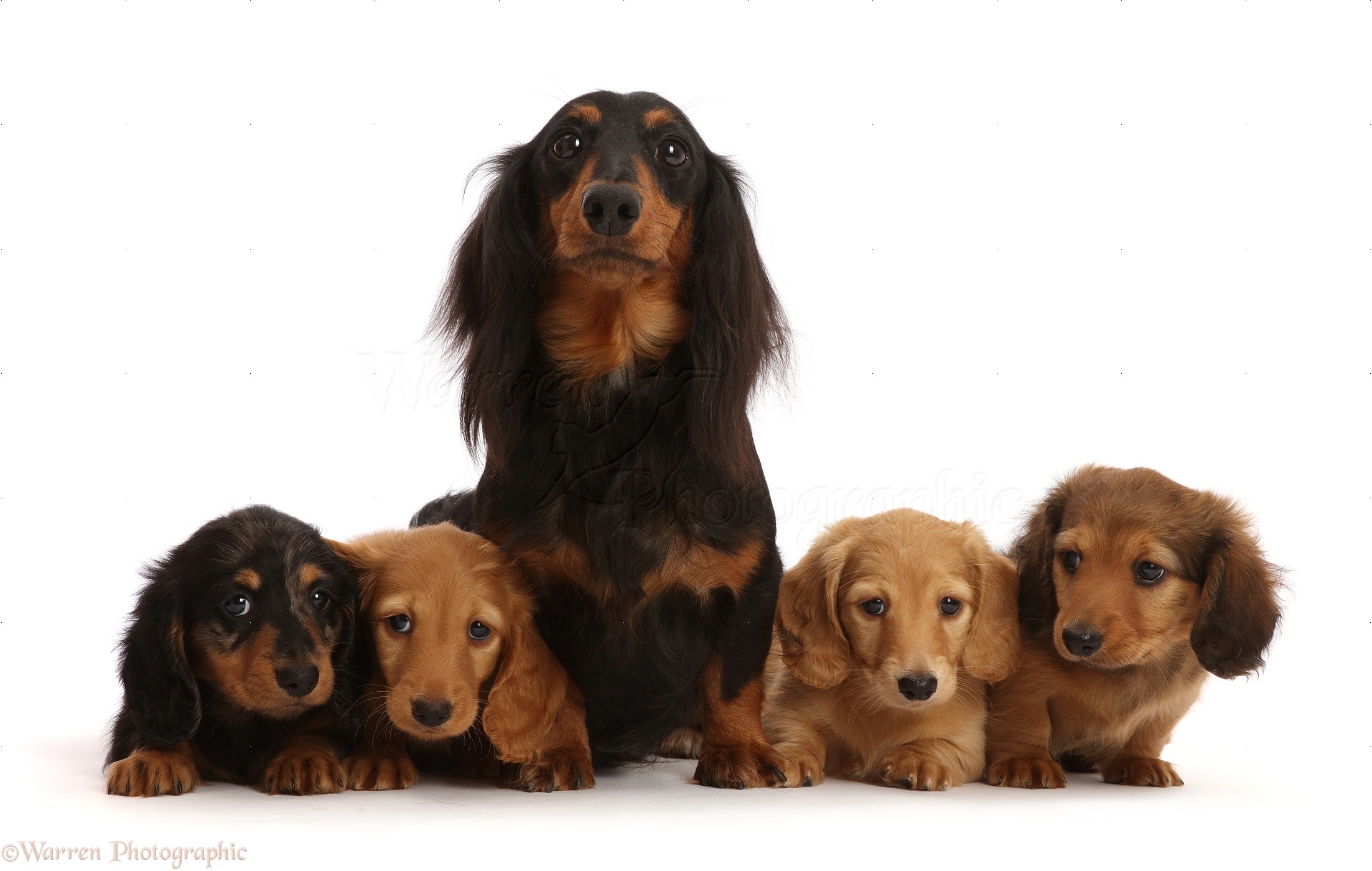 Dogs: Long haired Dachshund bitch and four puppies, 7 weeks old photo  WP48014