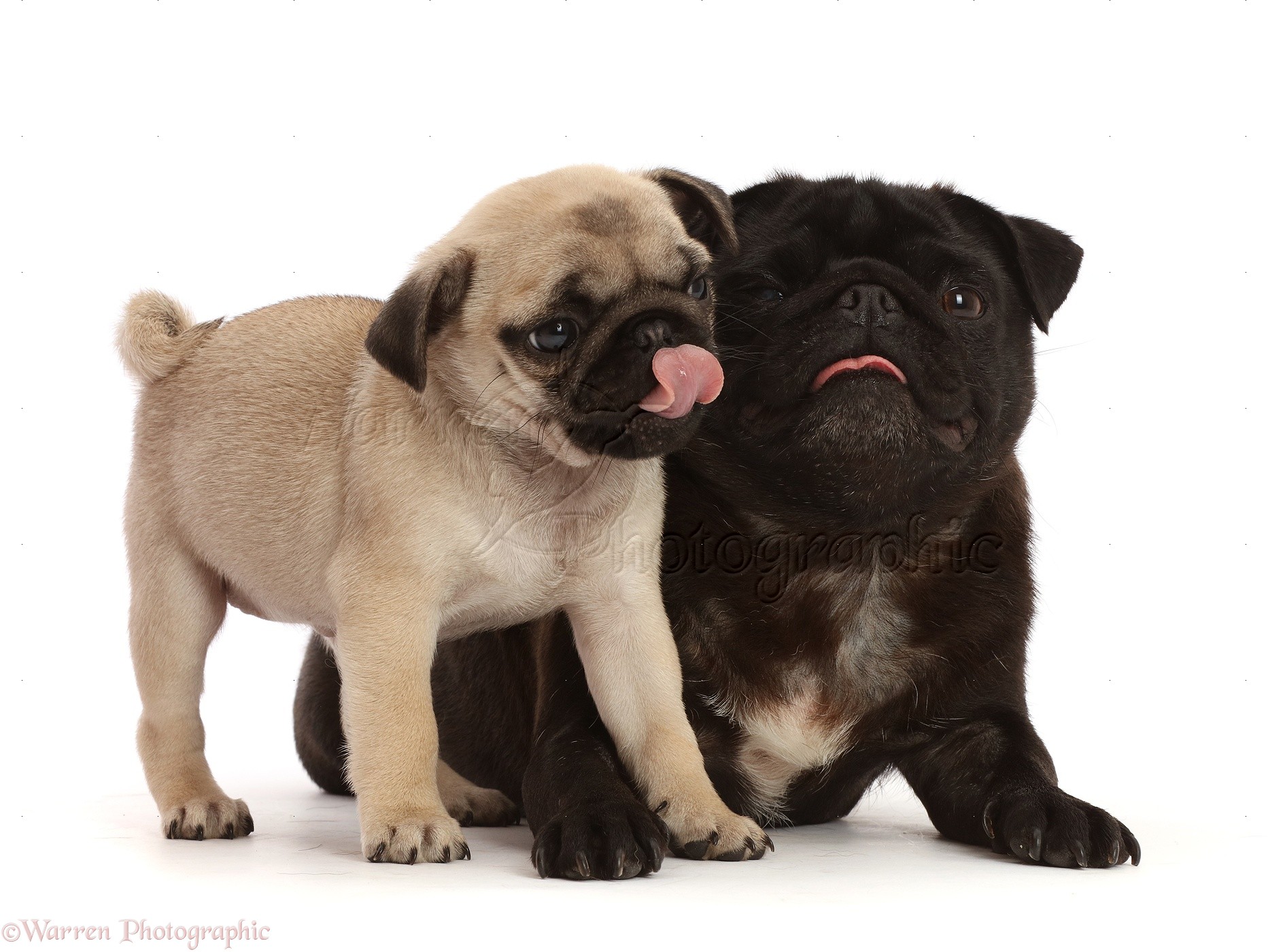 Dogs: Black Pug and Fawn puppy with tongues out photo WP48063