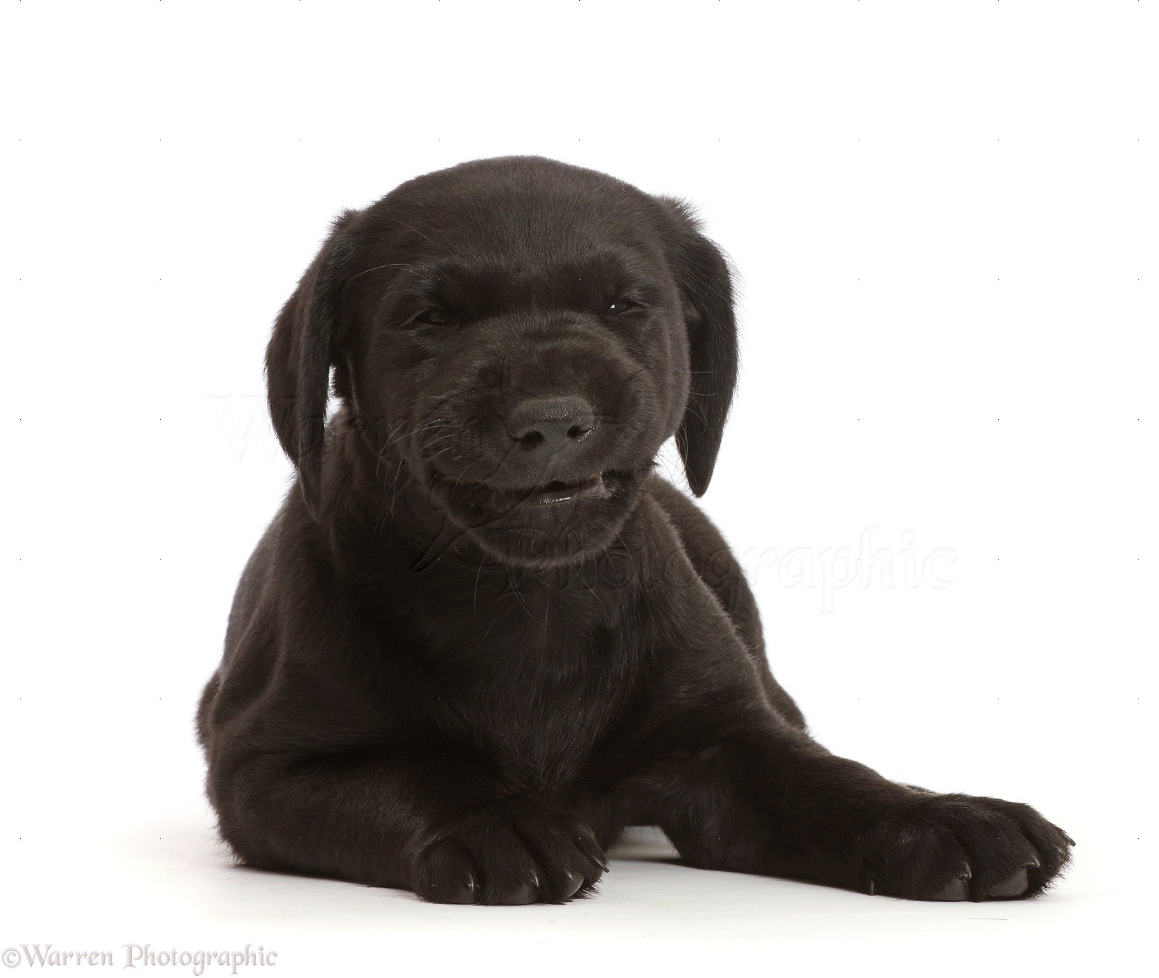 Dog: Black Labrador Retriever puppy, making a funny face photo WP48110