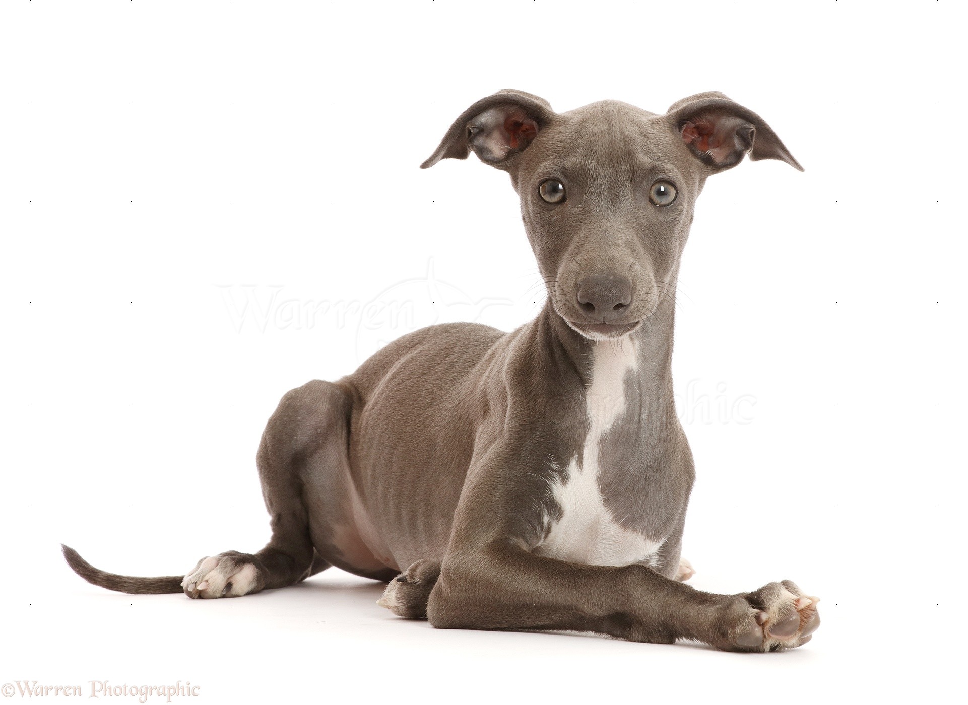 blue greyhound puppy