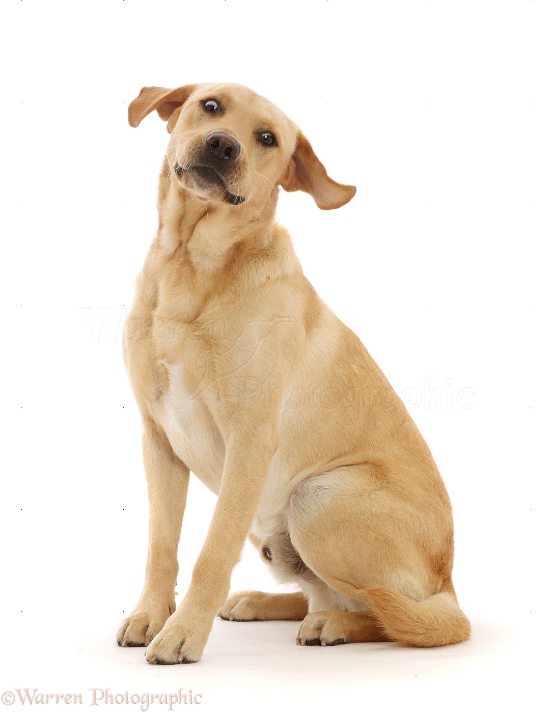 Yellow Labrador Retriever dog, making a funny face photo WP48324