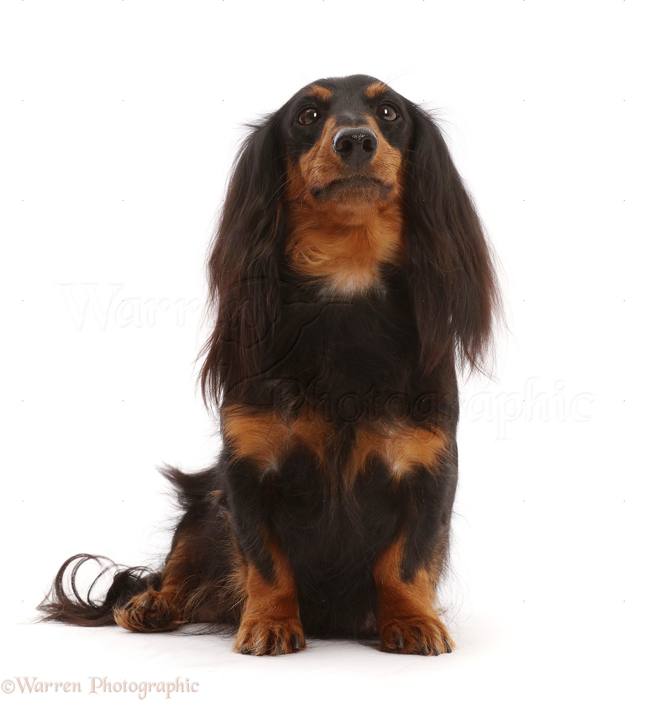 Dog: Black-and-tan Long-haired Dachshund bitch photo WP49203