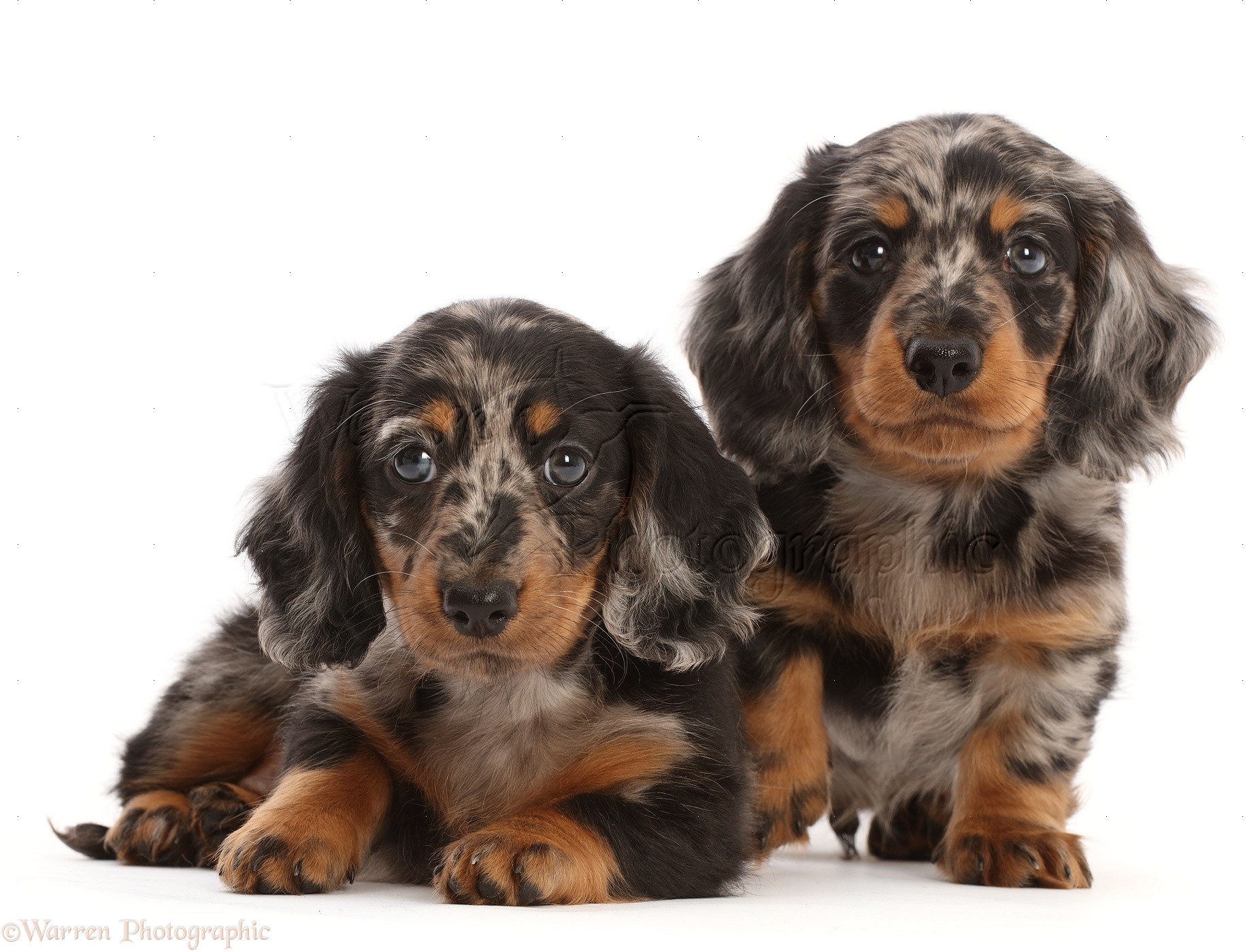 Dogs: Long-haired Dapple Dachshund puppies, 7 weeks old photo WP49207