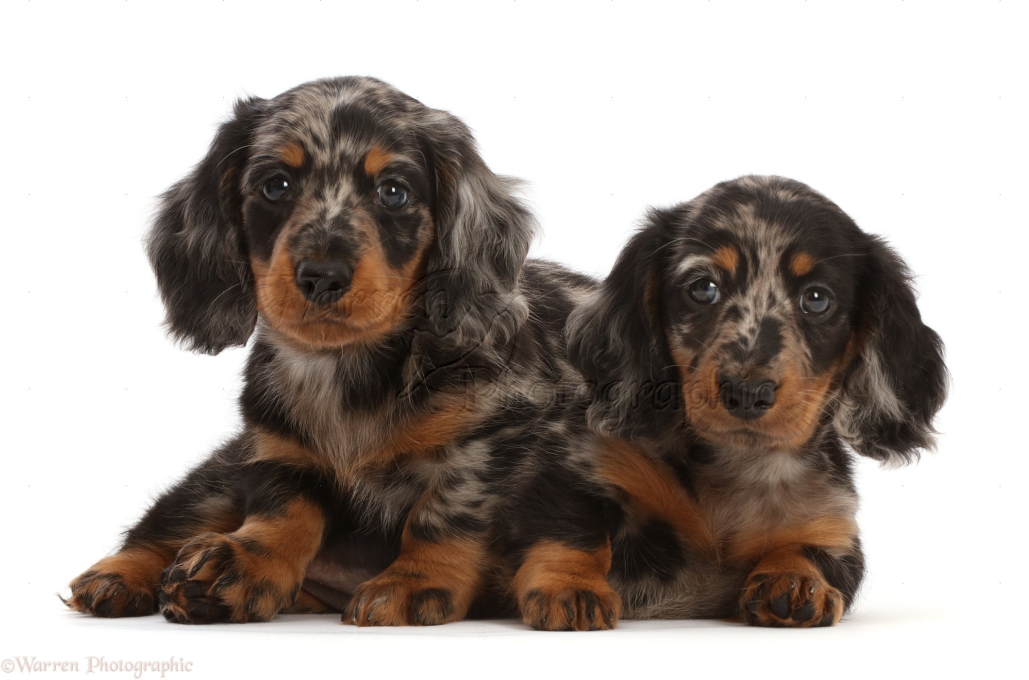 Dogs: Long-haired Dapple Dachshund puppies, 7 weeks old photo WP49209