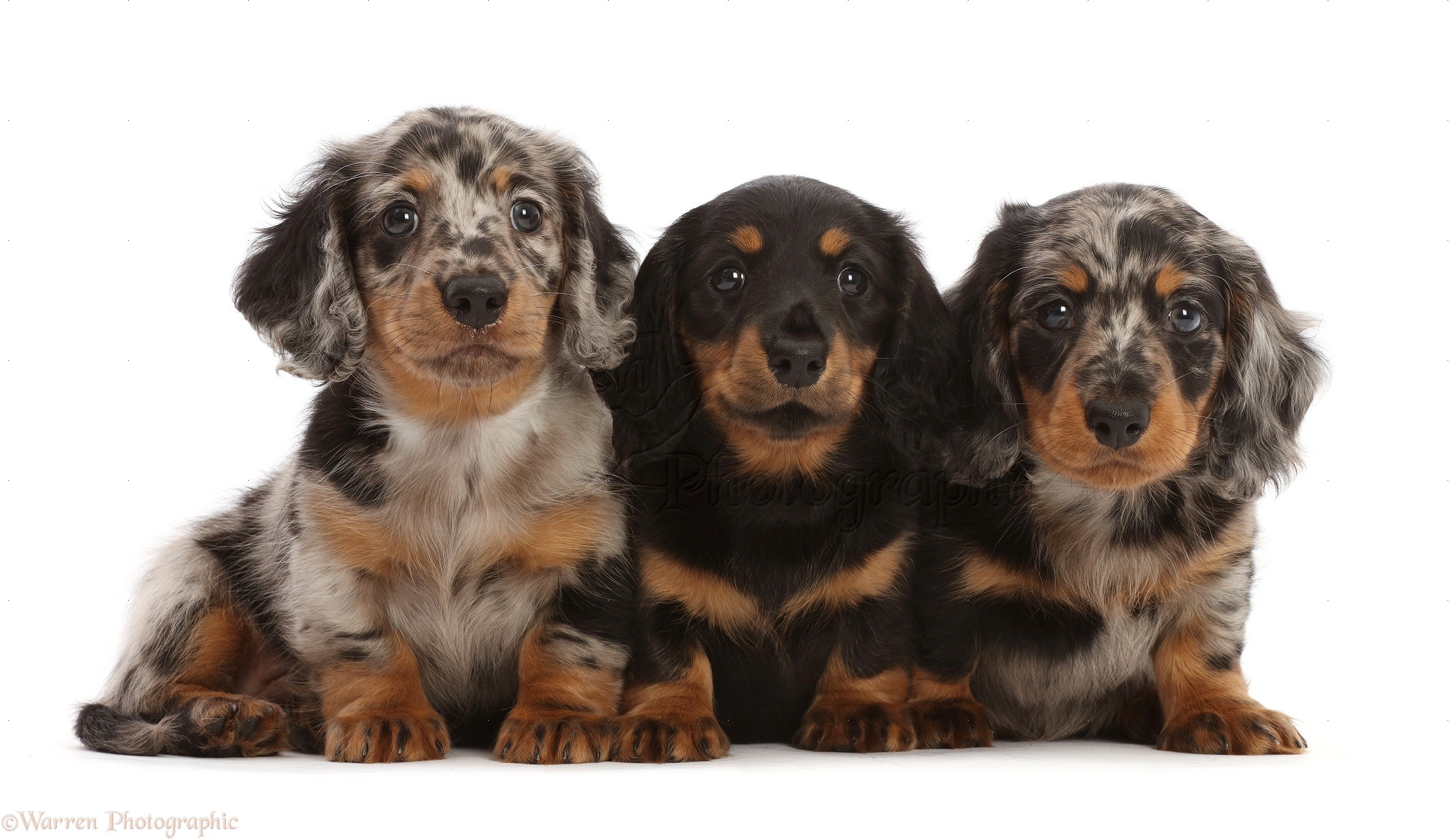 Dogs: Three Long-haired Dachshund puppies, 7 weeks old photo WP49210