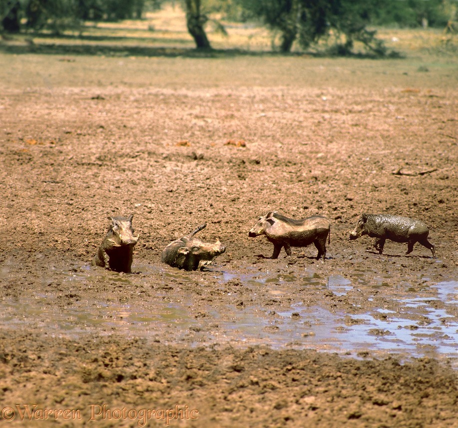 Warthogs (Phacochoerus aethiopicus) having a mud-bath.  Africa