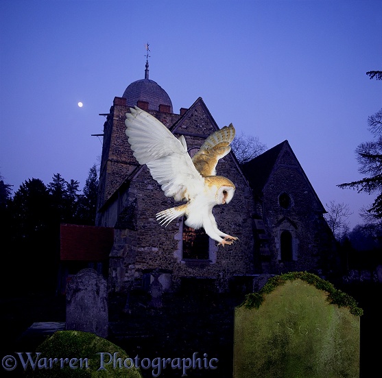 Barn Owl (Tyto alba) alighting on a grave-stone