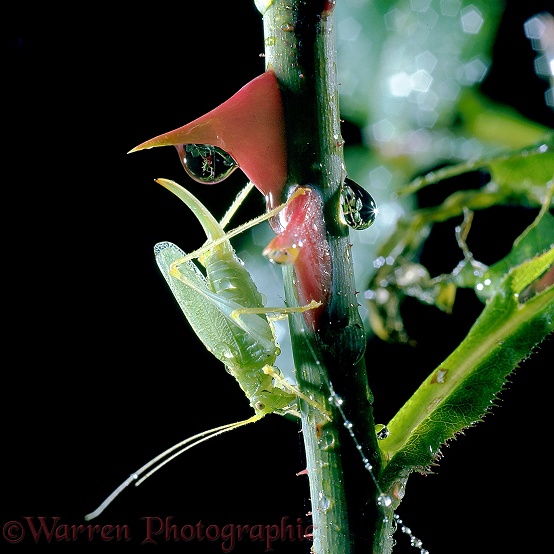Oak Bush Cricket (Meconema thalassinum) female, on rose stem.  Europe