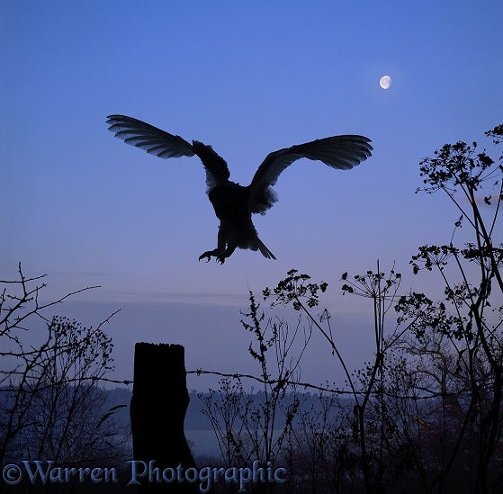 Barn Owl (Tyto alba) alighting on a fencepost
