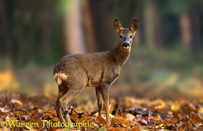Roe Deer (Capreolus capreolus) doe.  Europe