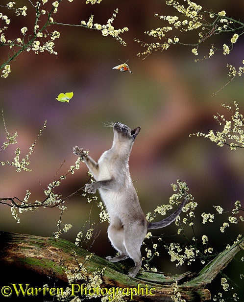 Siamese cat reaching up to swipe at passing butterflies
