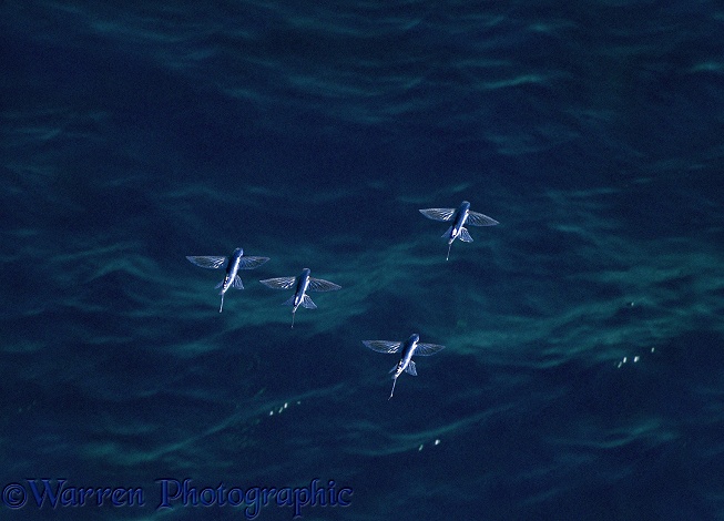 Four-winged Flying Fish (Cypselurus lineatus) gliding over a calm sea