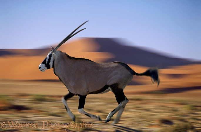 Oryx or Gemsbok (Oryx gazella) in the Namib Desert.  Southern Africa